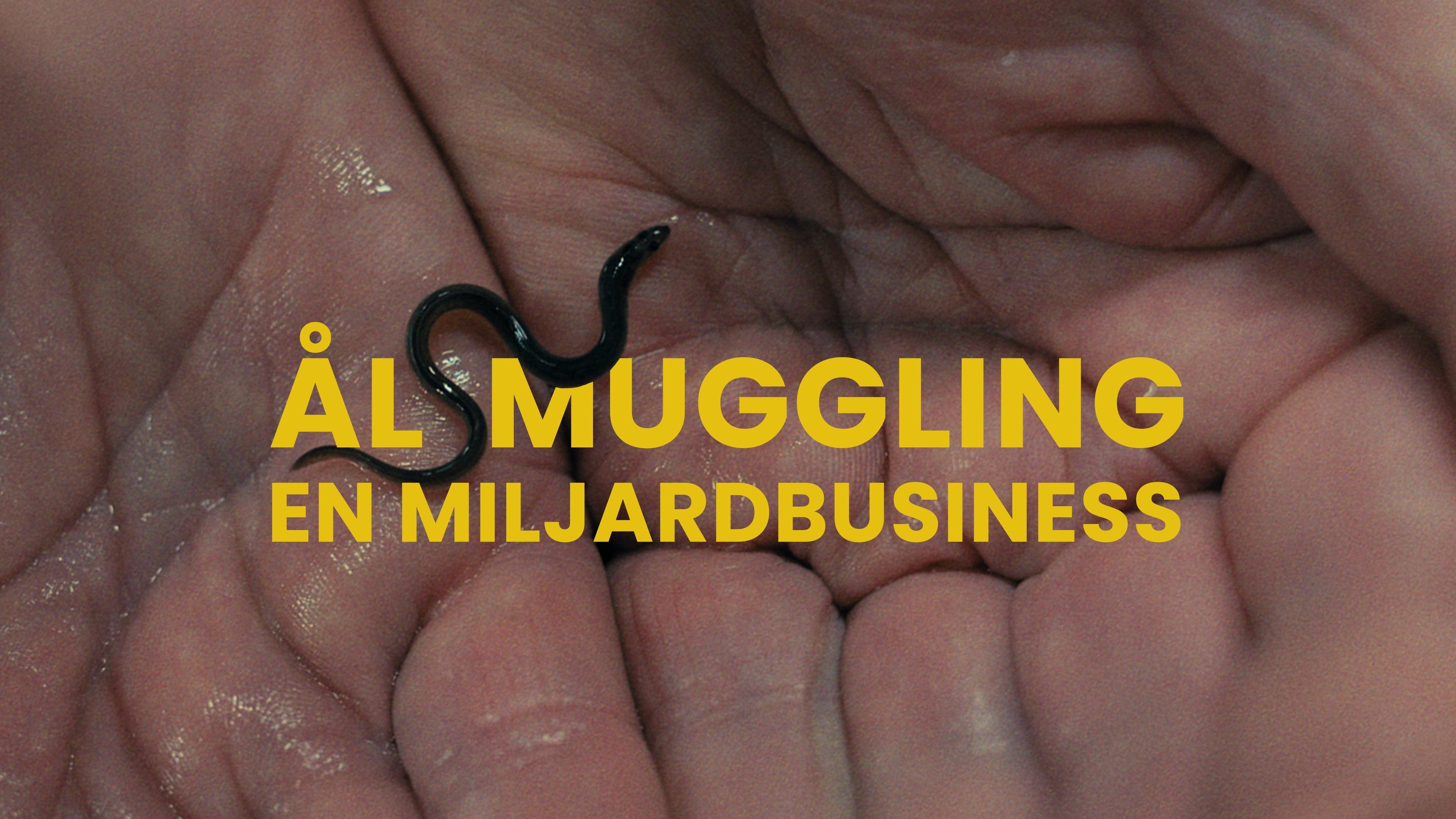 Dokument utifrån: Ålsmuggling - en miljardbusiness