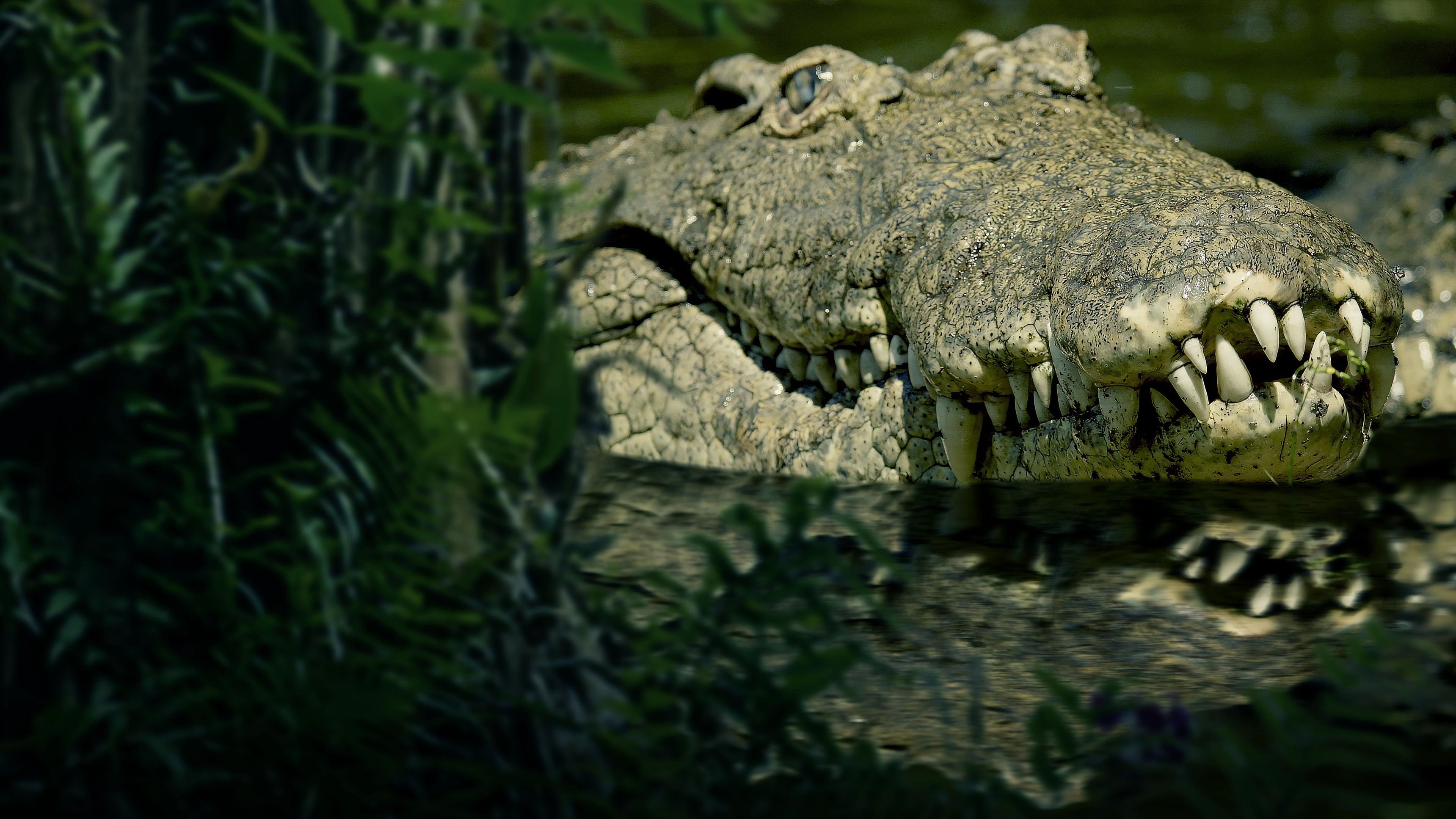 The Croc That Ate Jaws