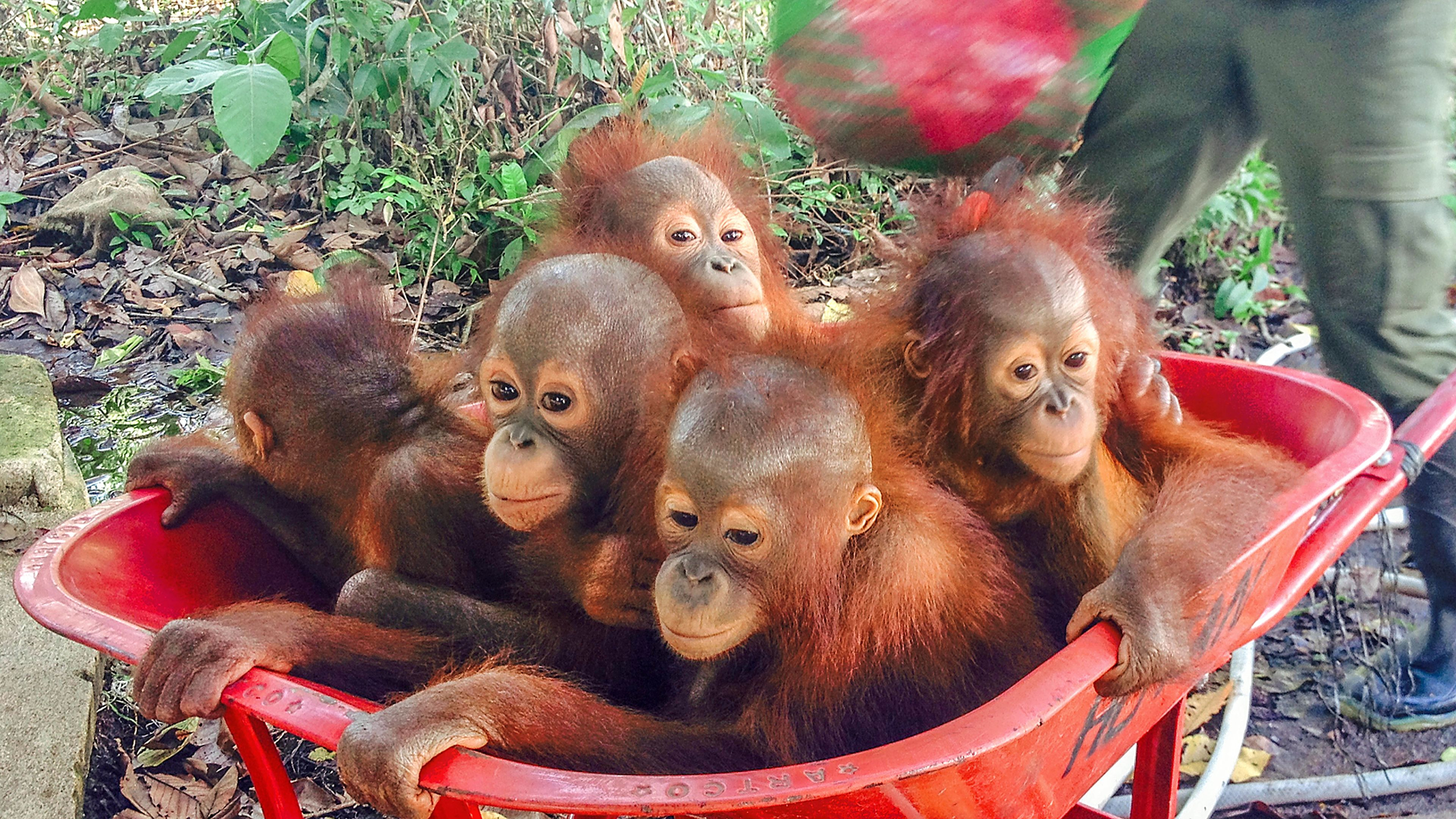 Orangutangräddning