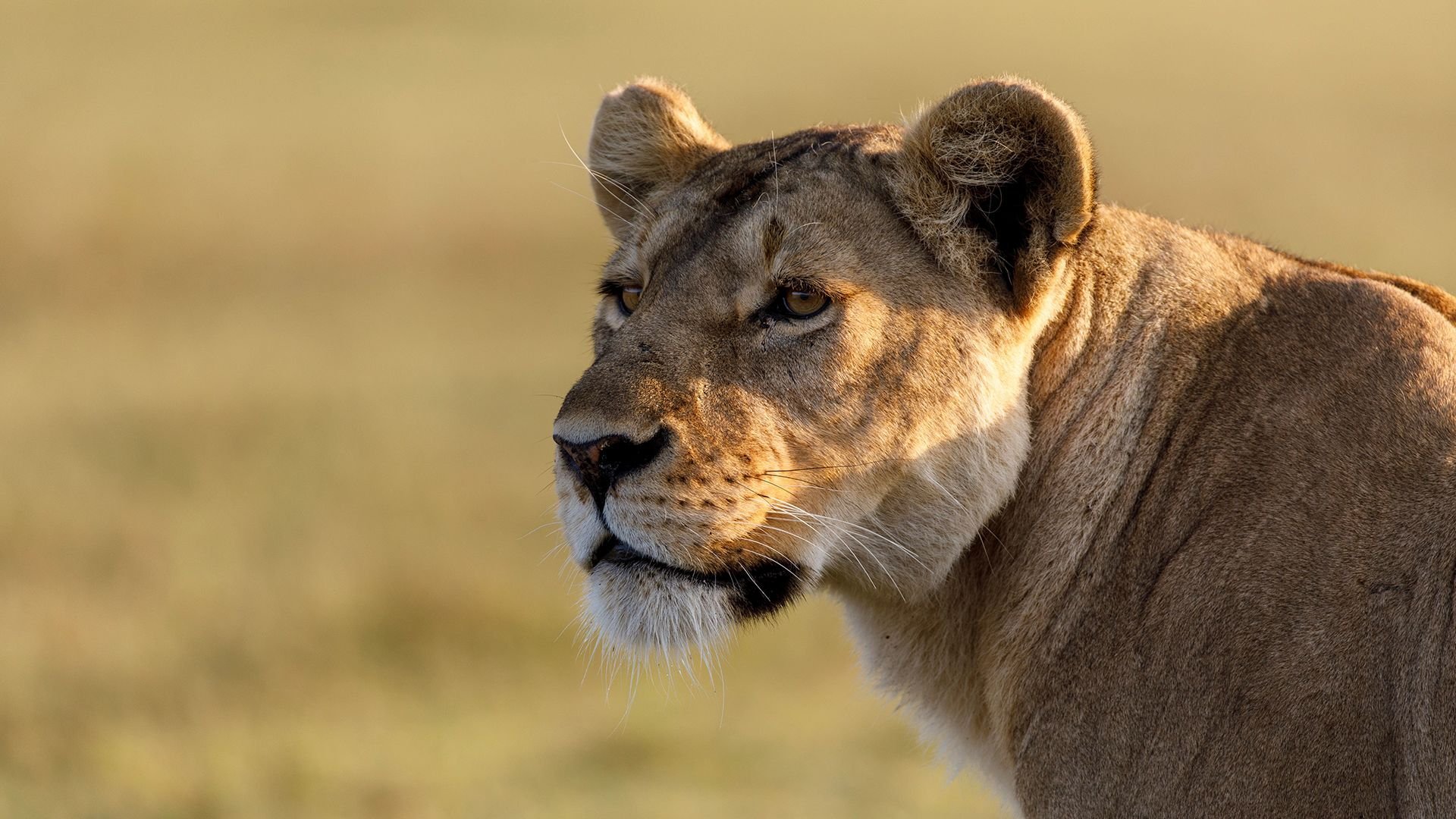 2. Afrikas drottningar