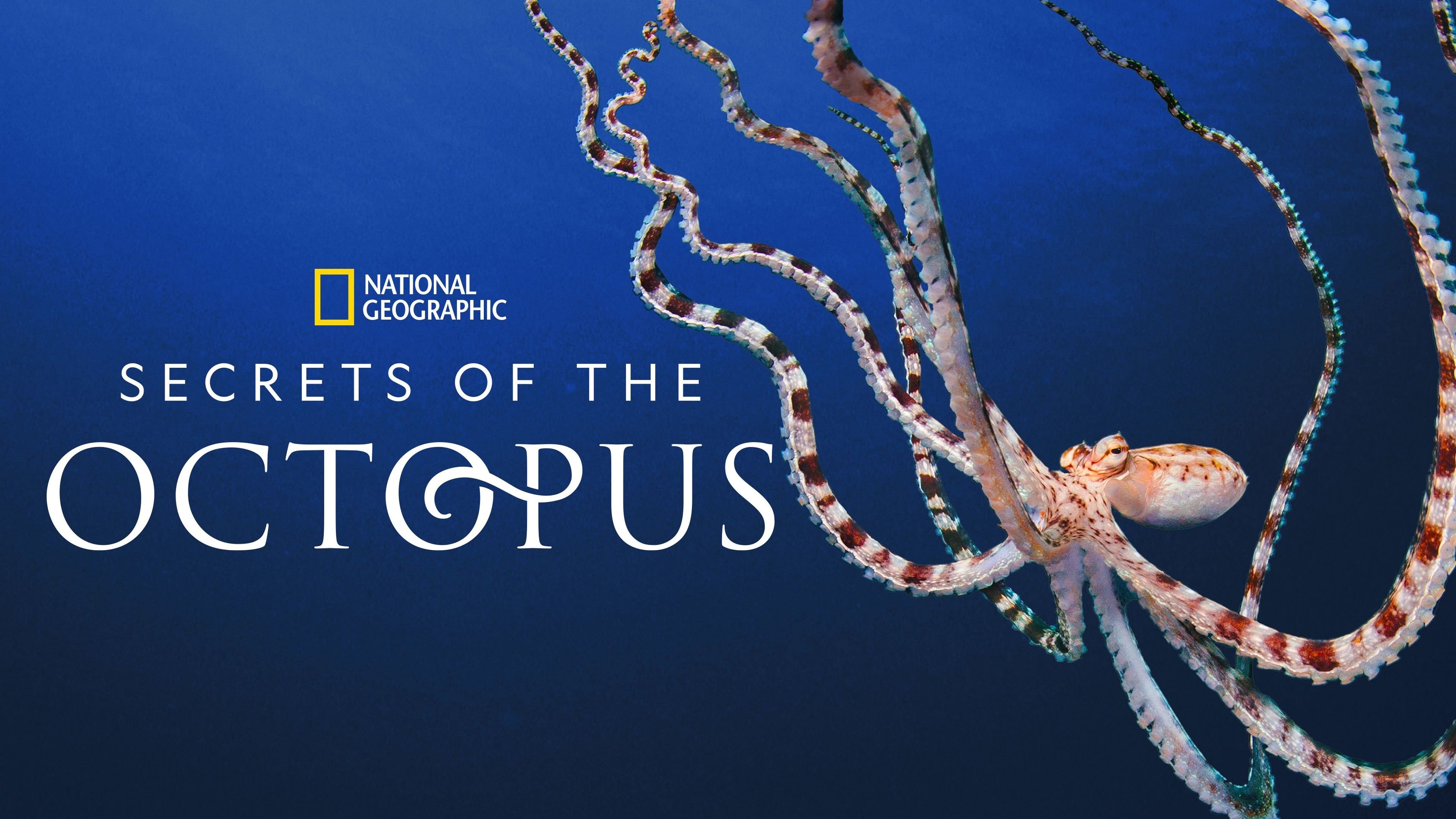 Secrets of the Octopus