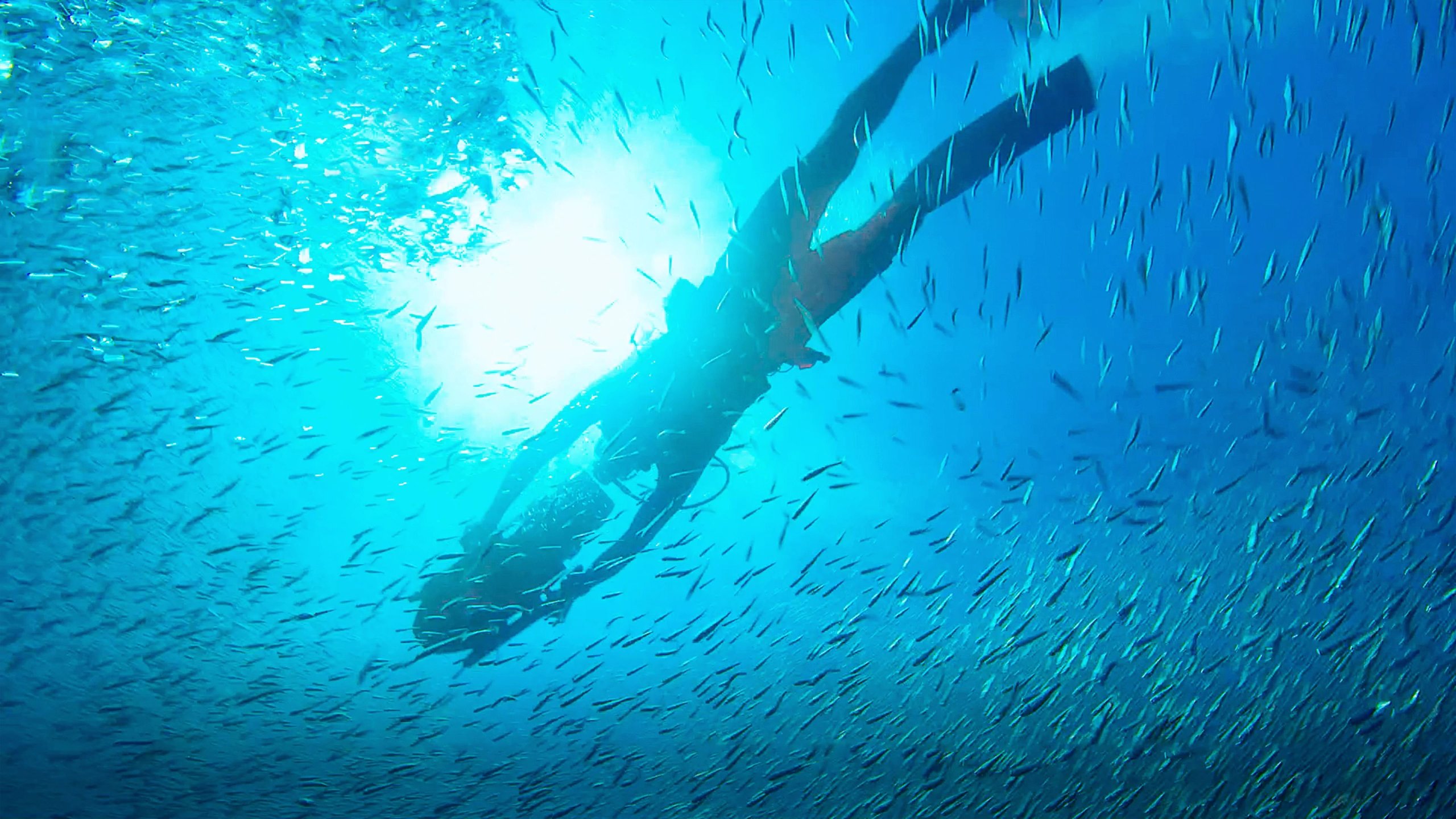 2. Delfinspaning