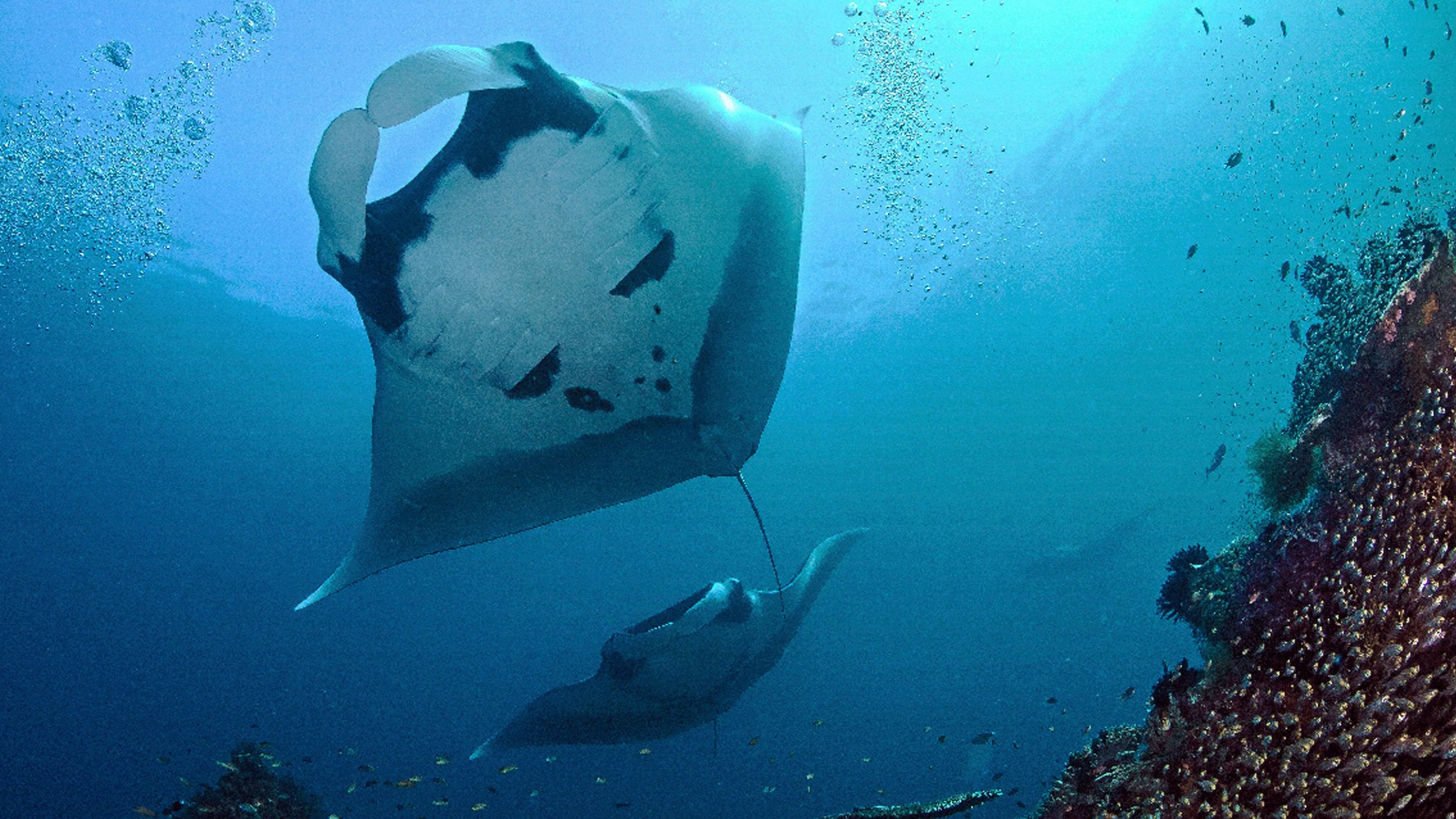 2. Secrets of The Deep