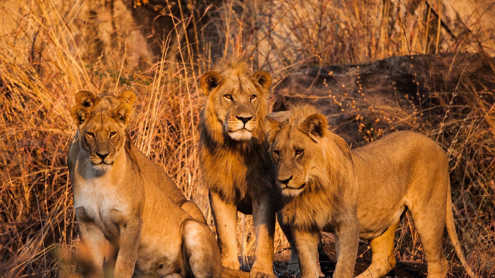 3. Förrädarnas välde