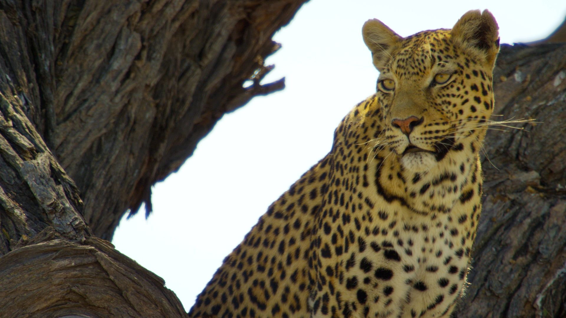 2. Leopardstenen