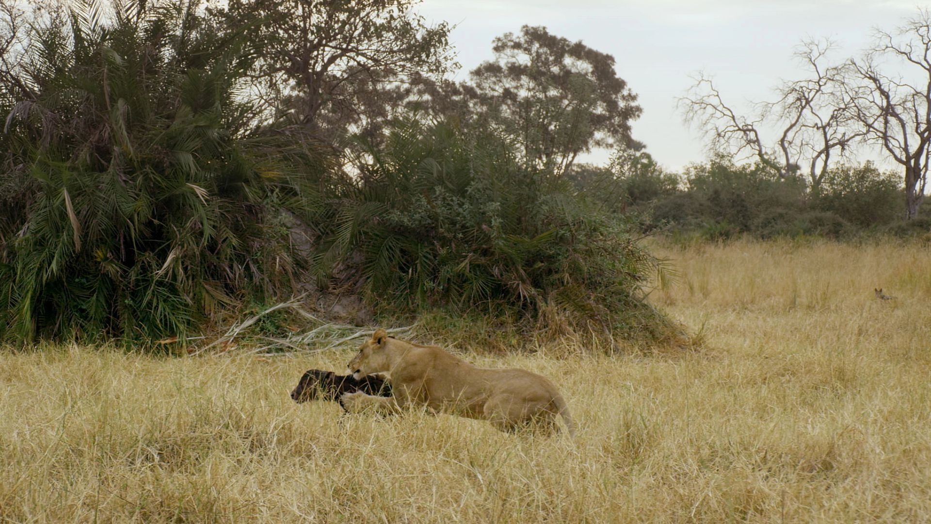 5. Drottningens fall