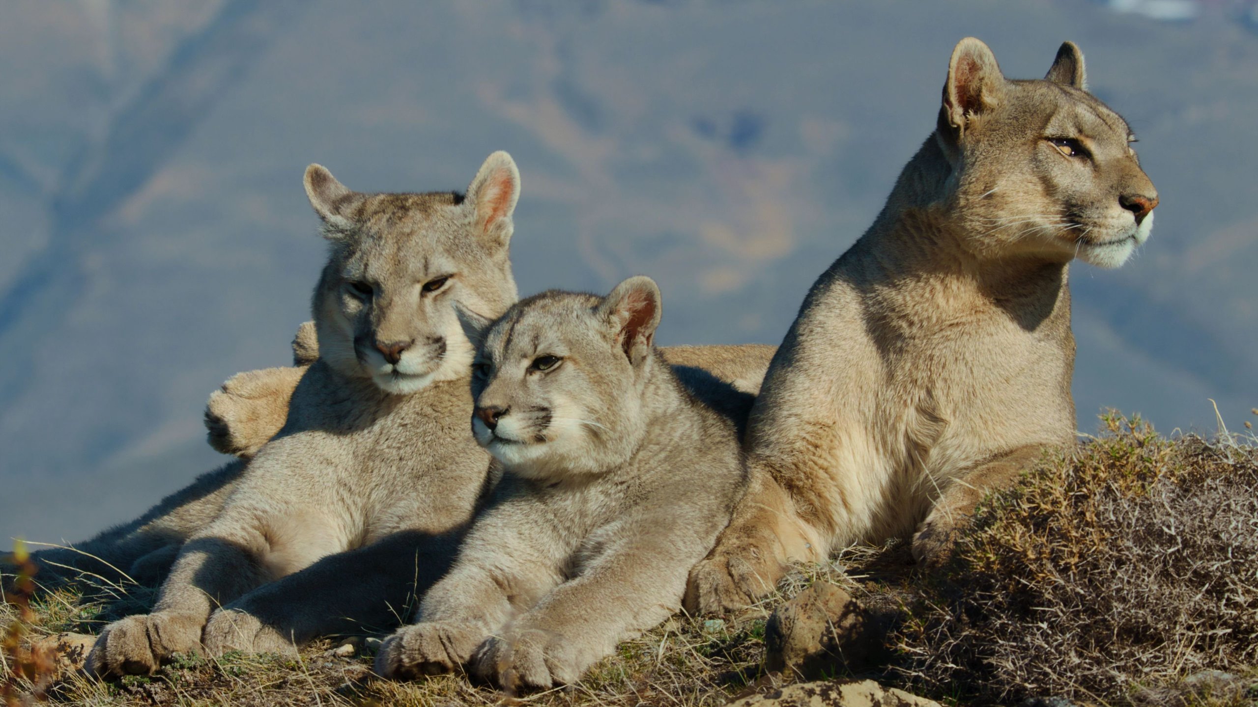 1. Patagonia Puma