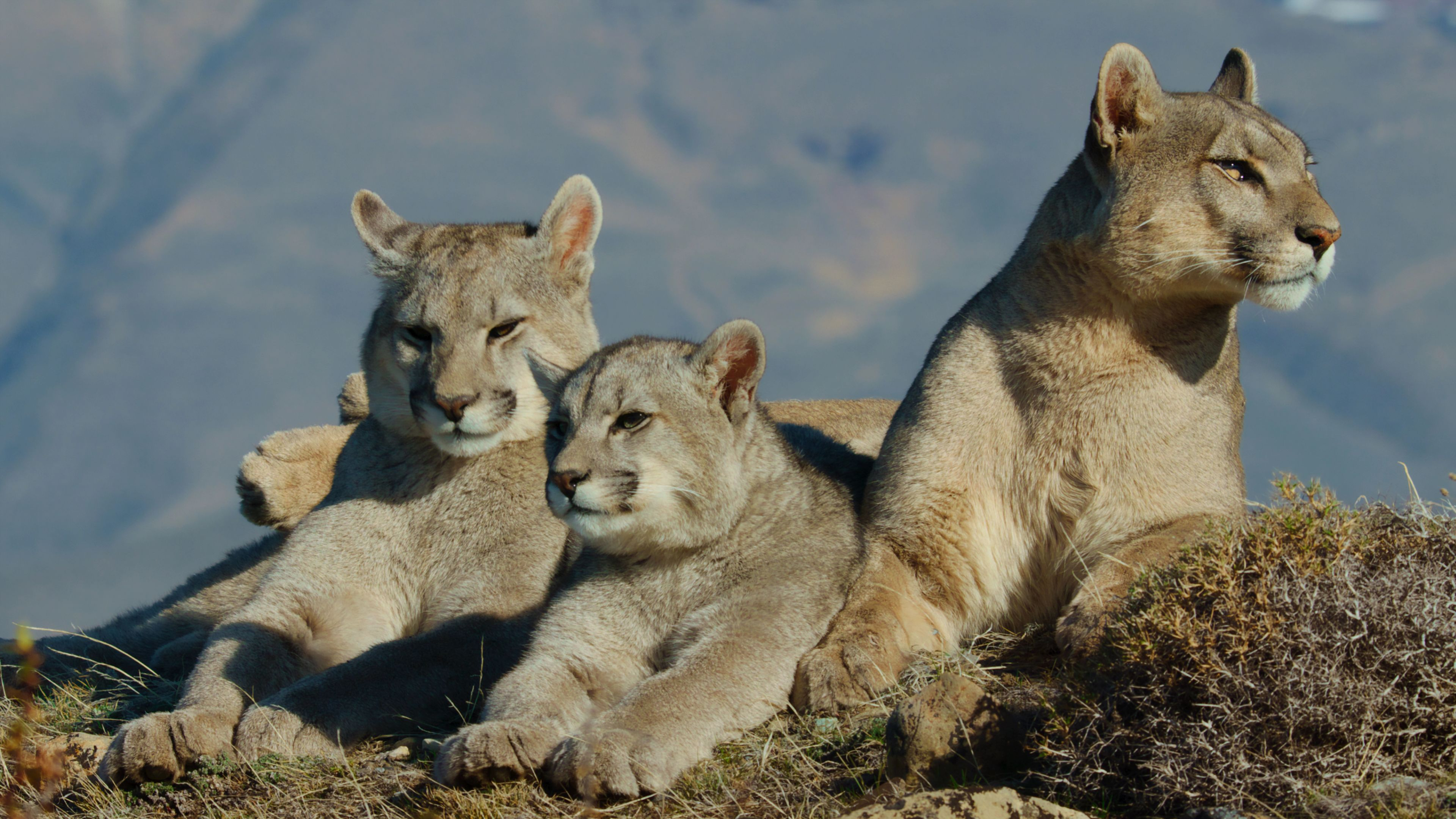 1. Patagonia Puma