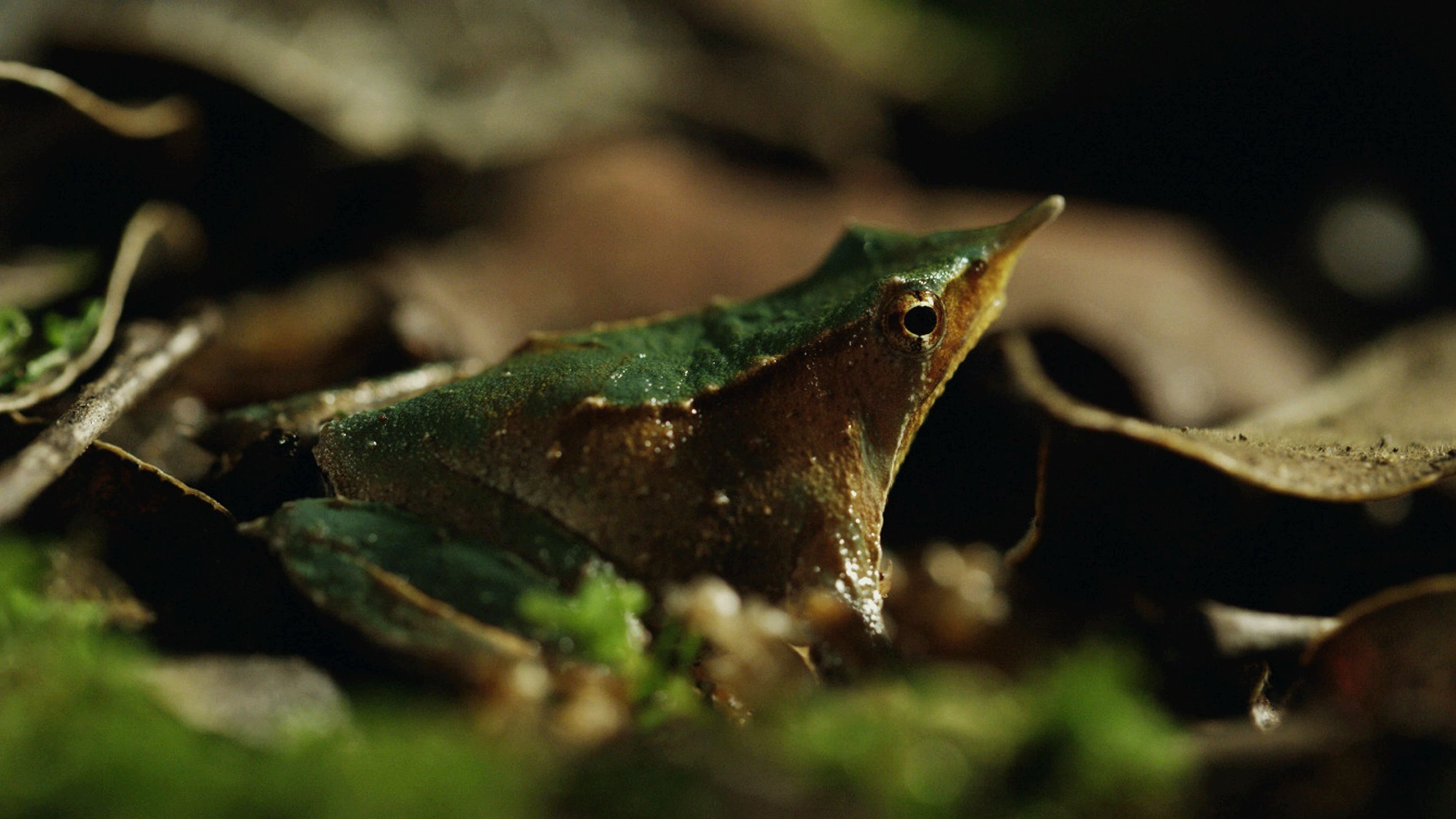 2. Landet före tiden