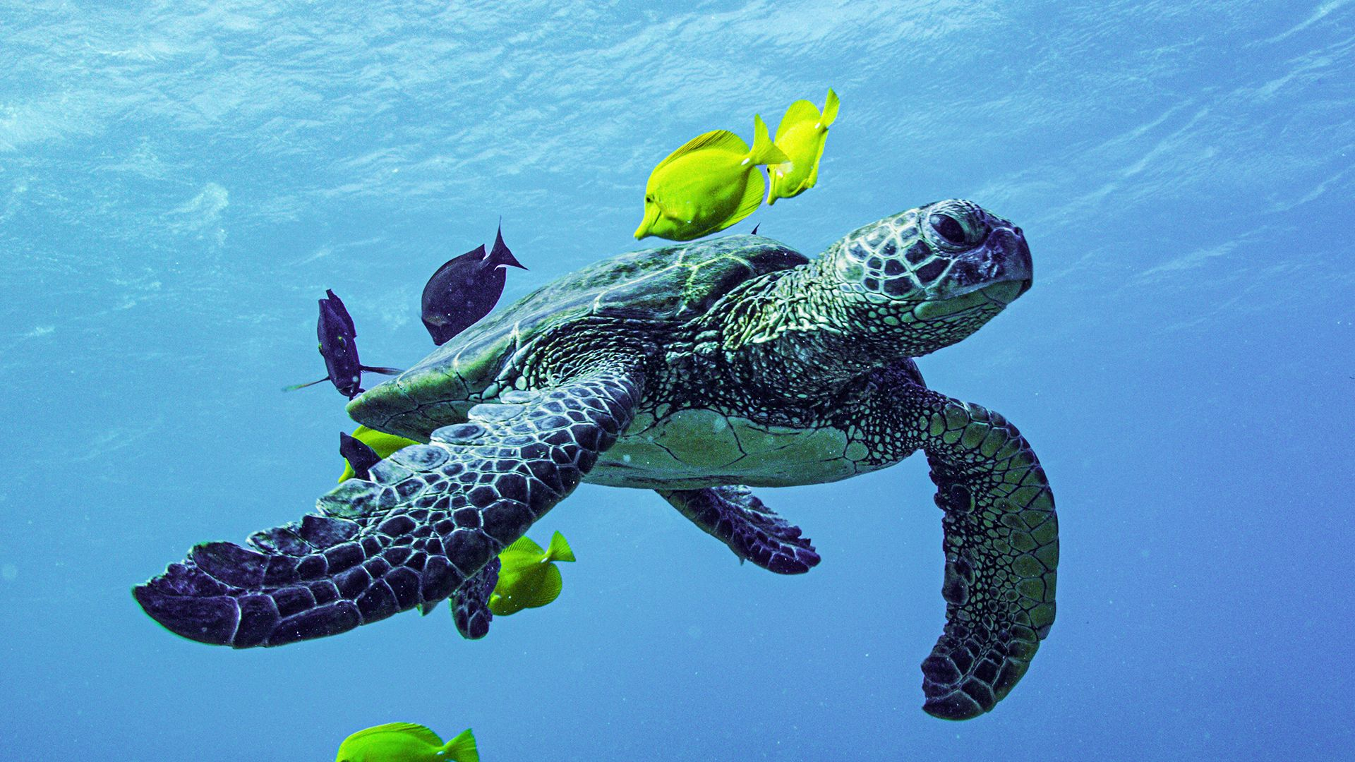 5. Hawaiis vulkaner