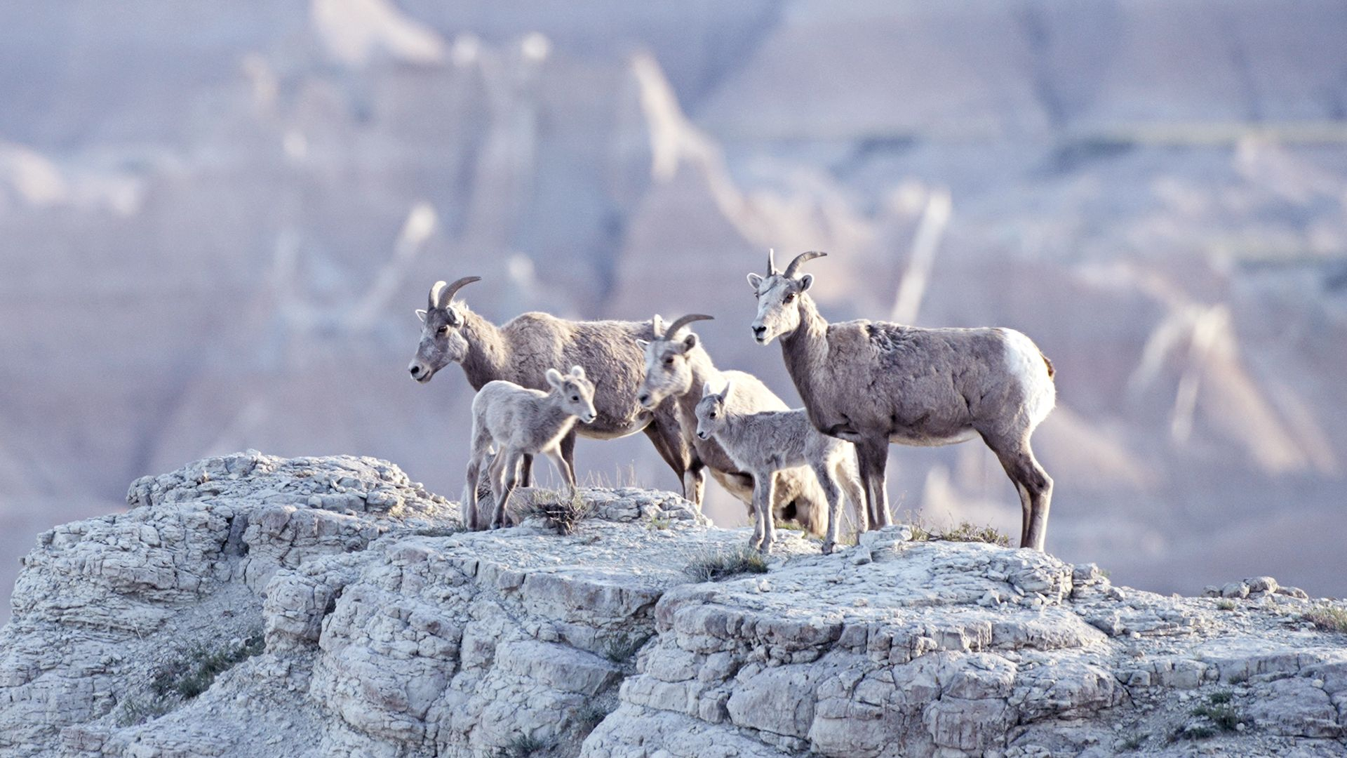 4. Badlands