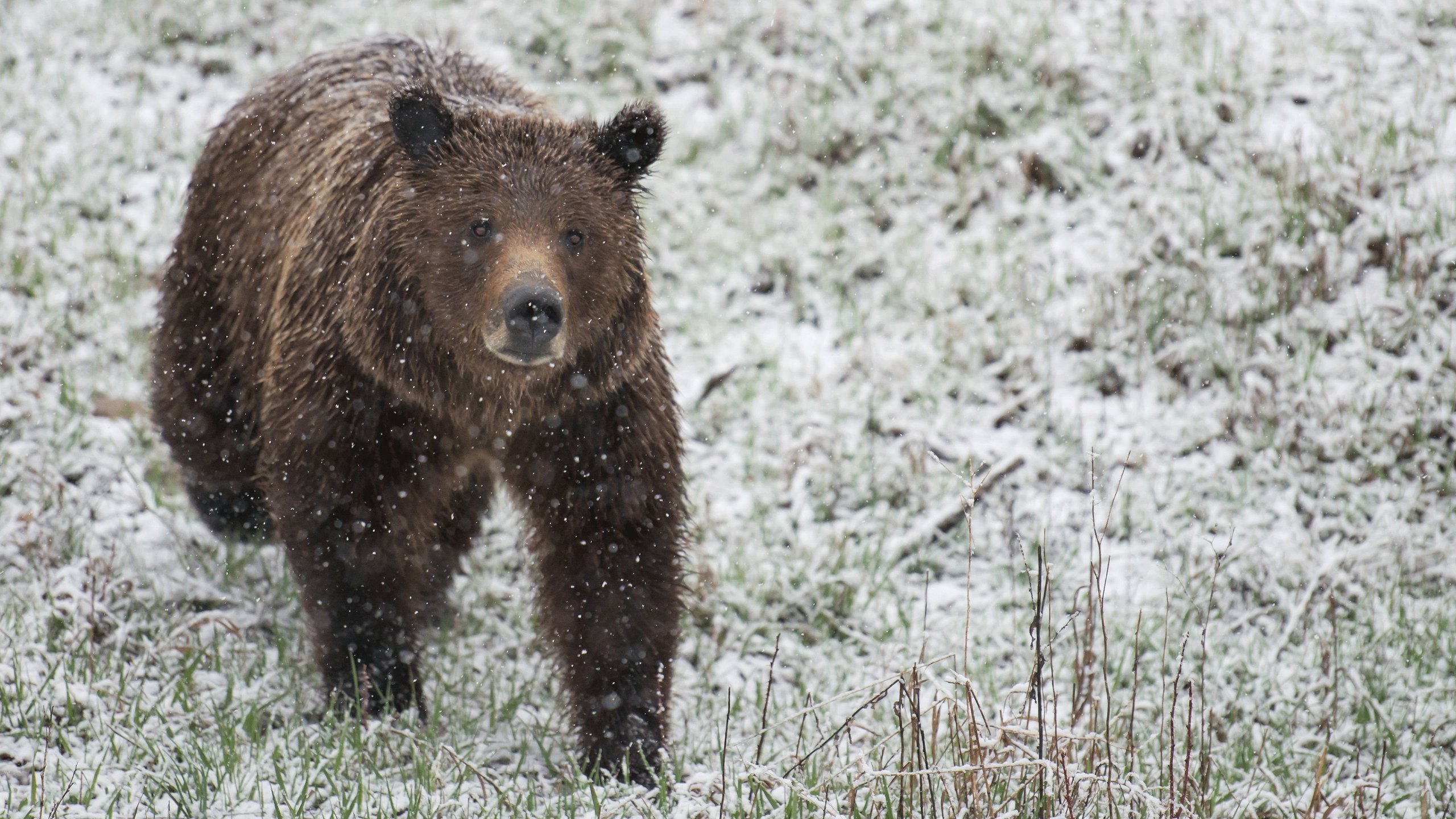 2. Grizzly Summer