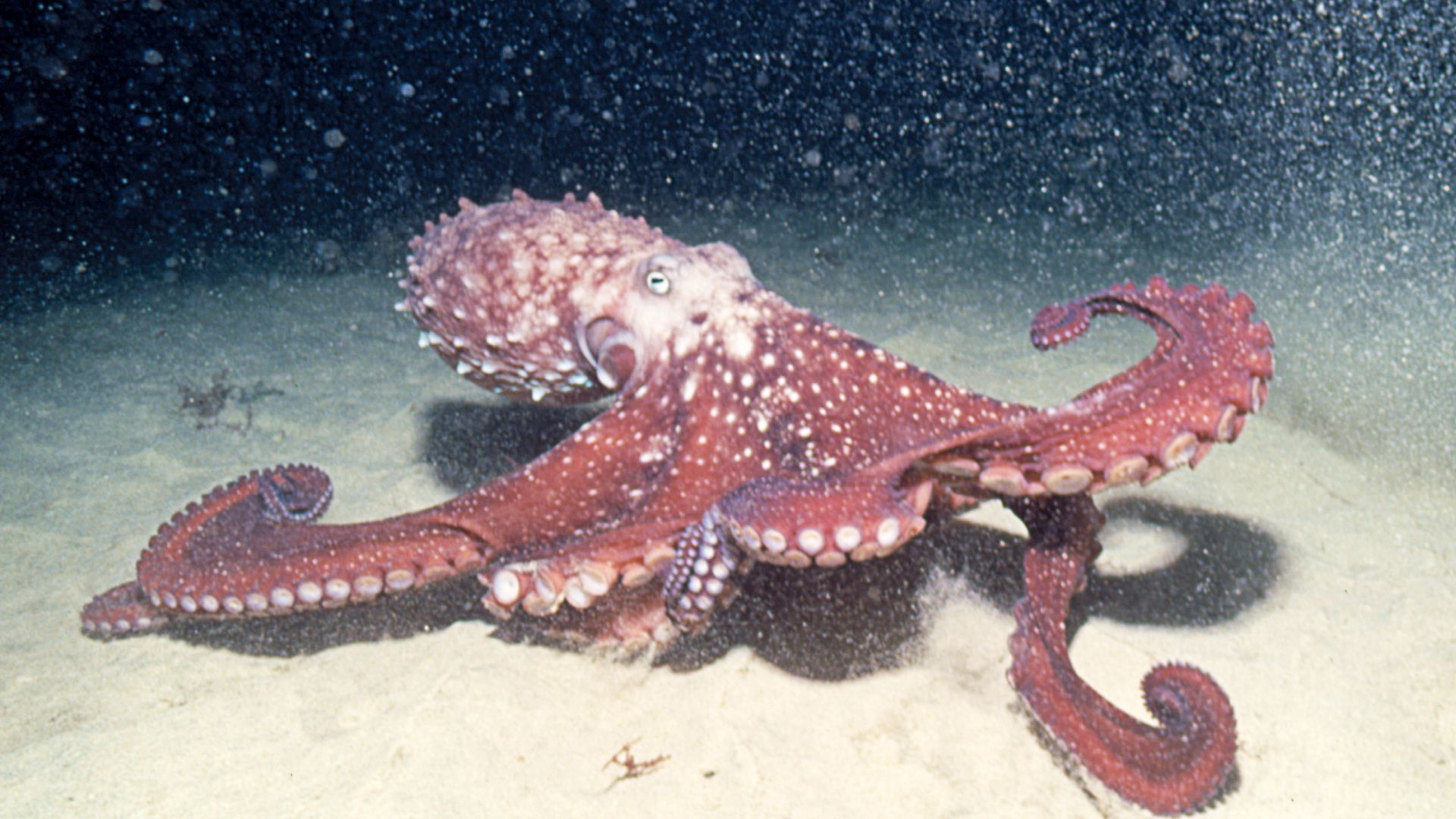 2. Predator Or Prey