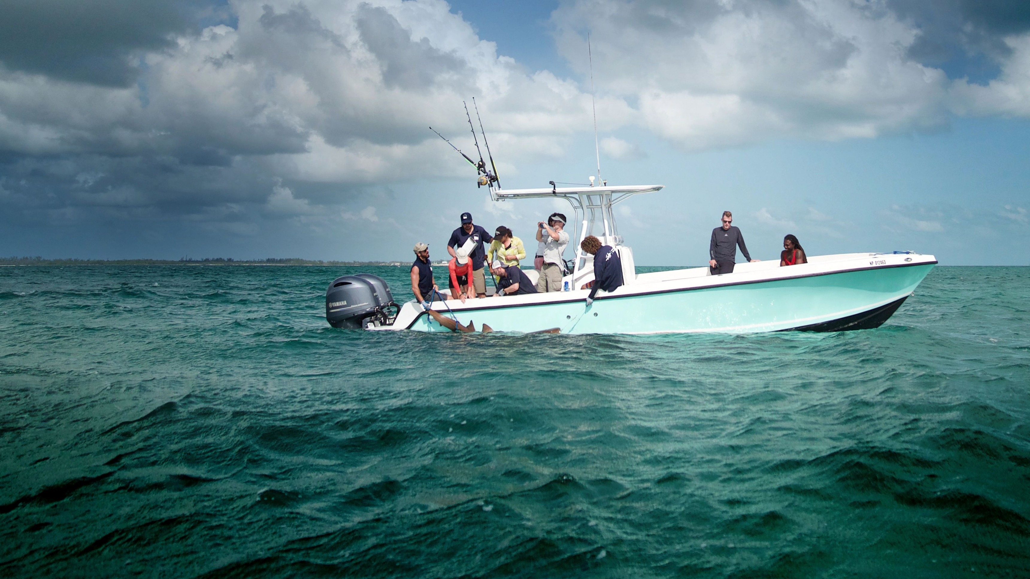 Sharks of The Bermuda Triangle