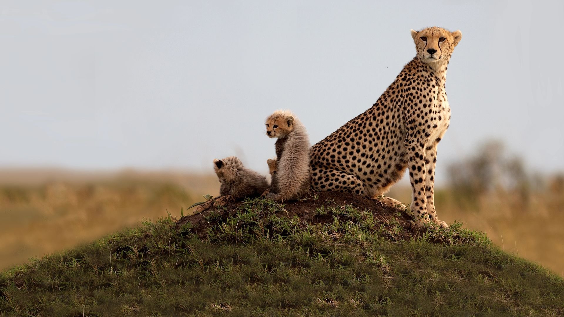Growing Up Wild