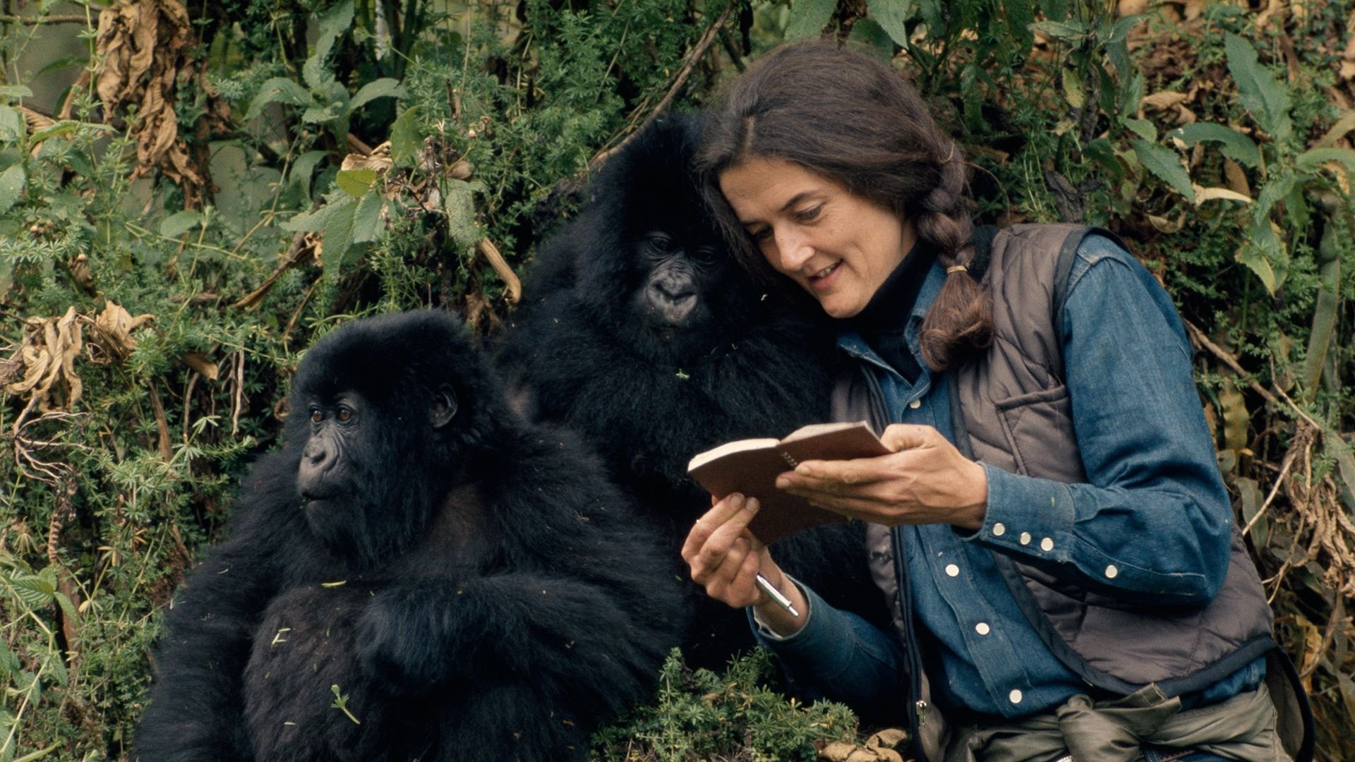 1. Gorillaflickan