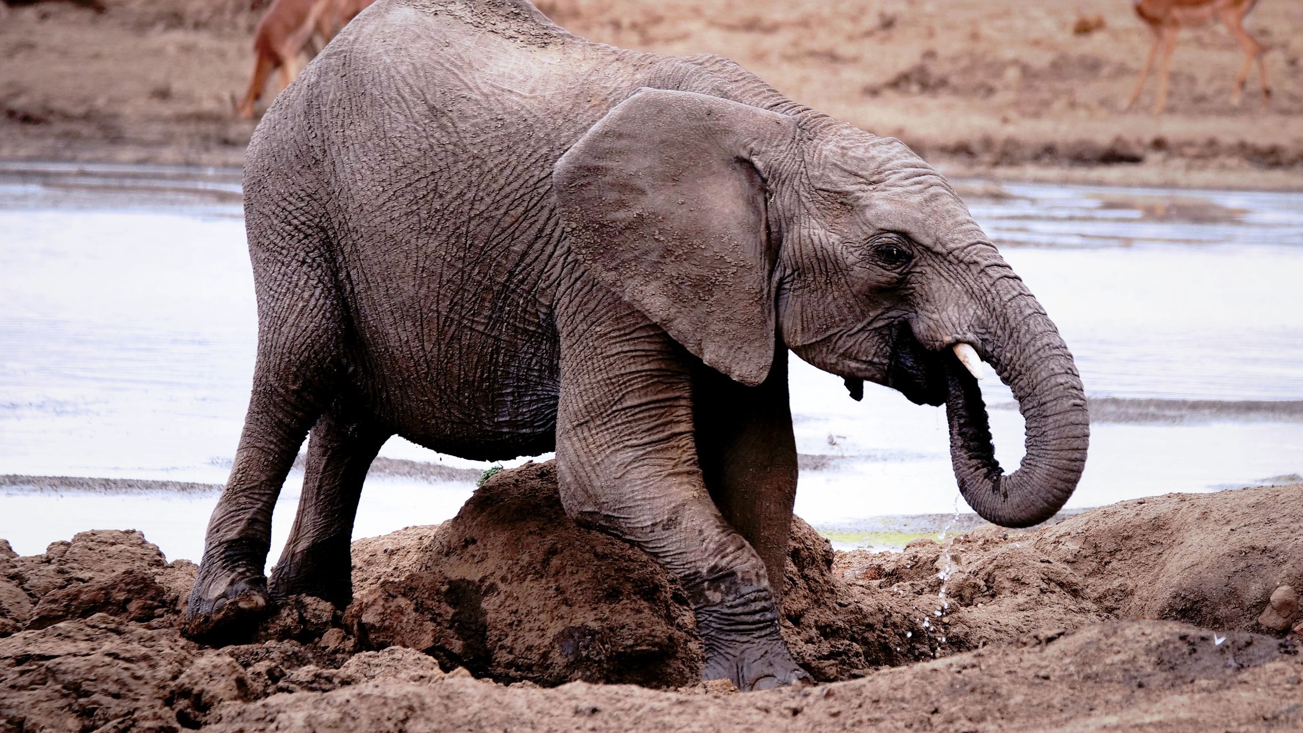 3. A Baby Elephant's Story