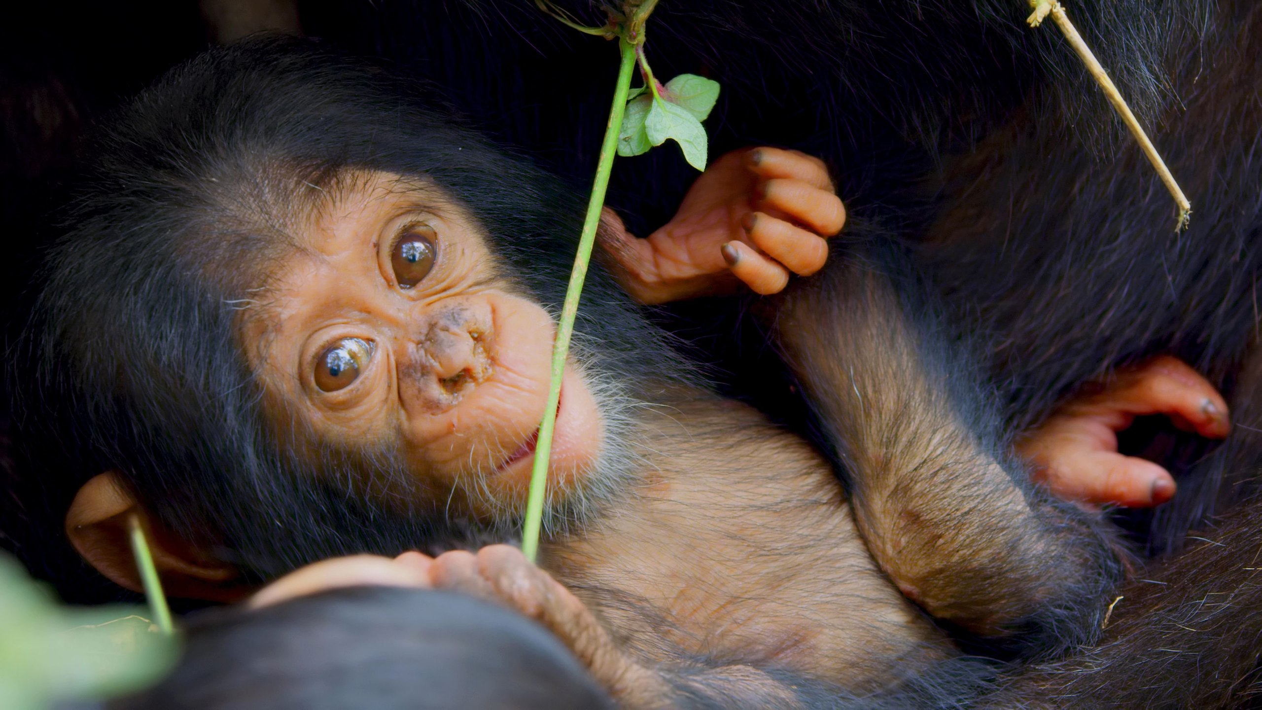 5. A Baby Chimp's Story