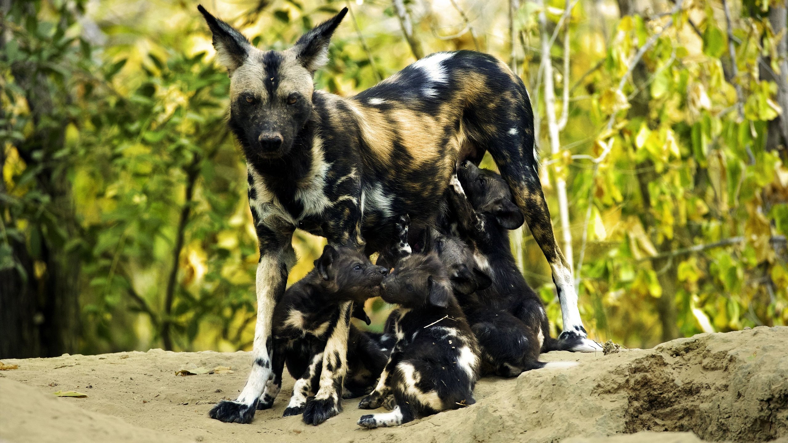4. A Baby Wild Dog's Story