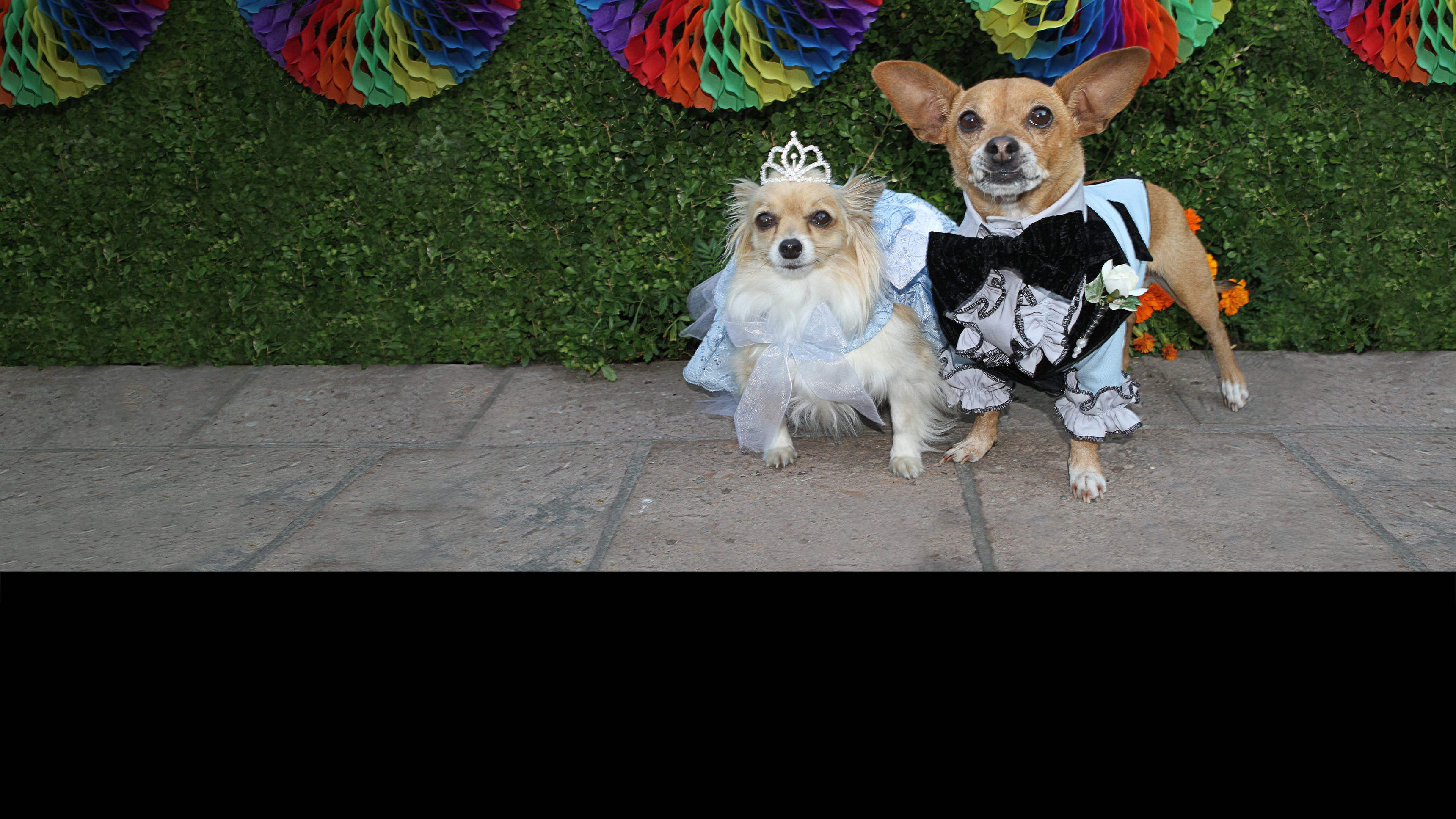 Chihuahuan från Beverly Hills 3