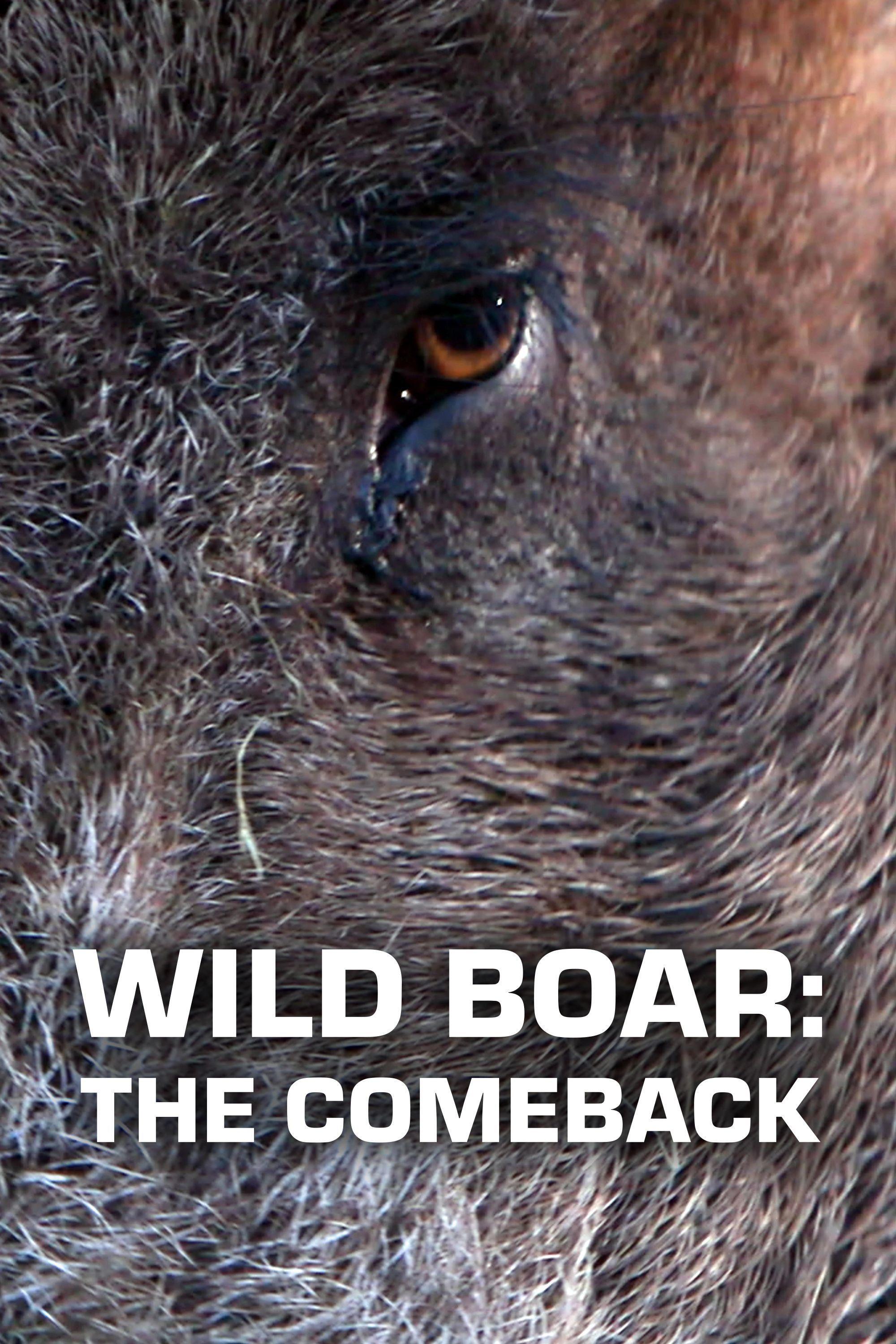 Vildsvinets återkomst