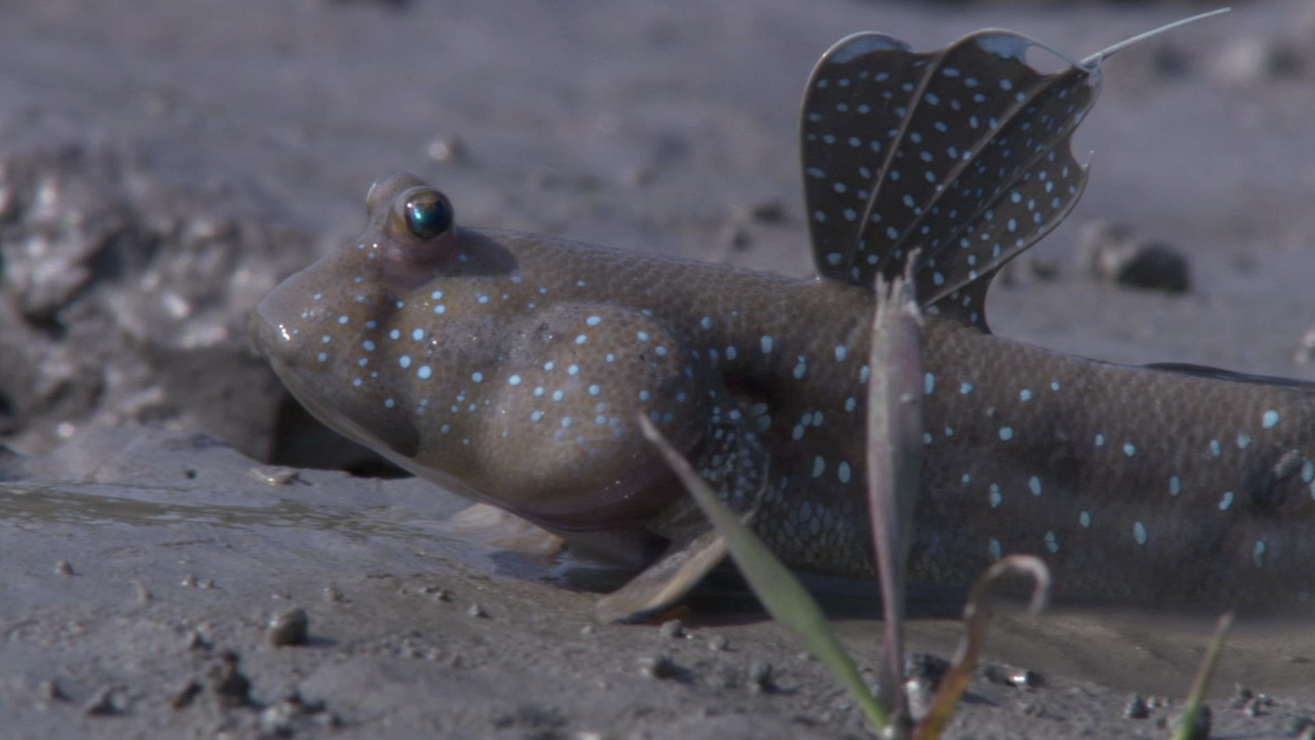 3. Mutanternas uppror