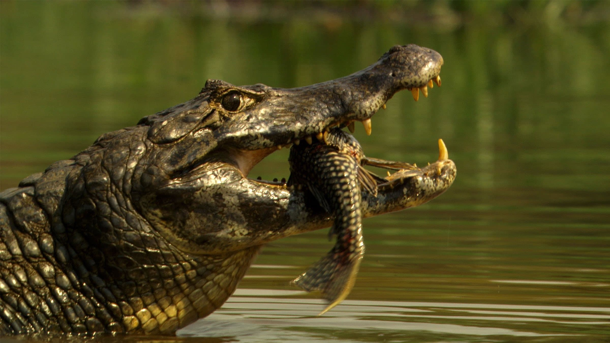 Reptilkungar