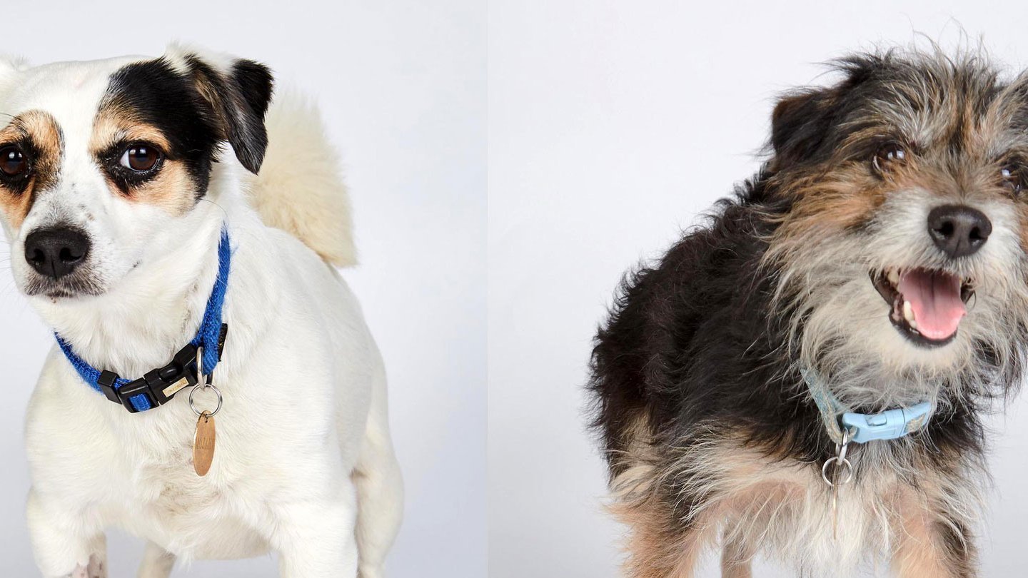 Första hunddejten