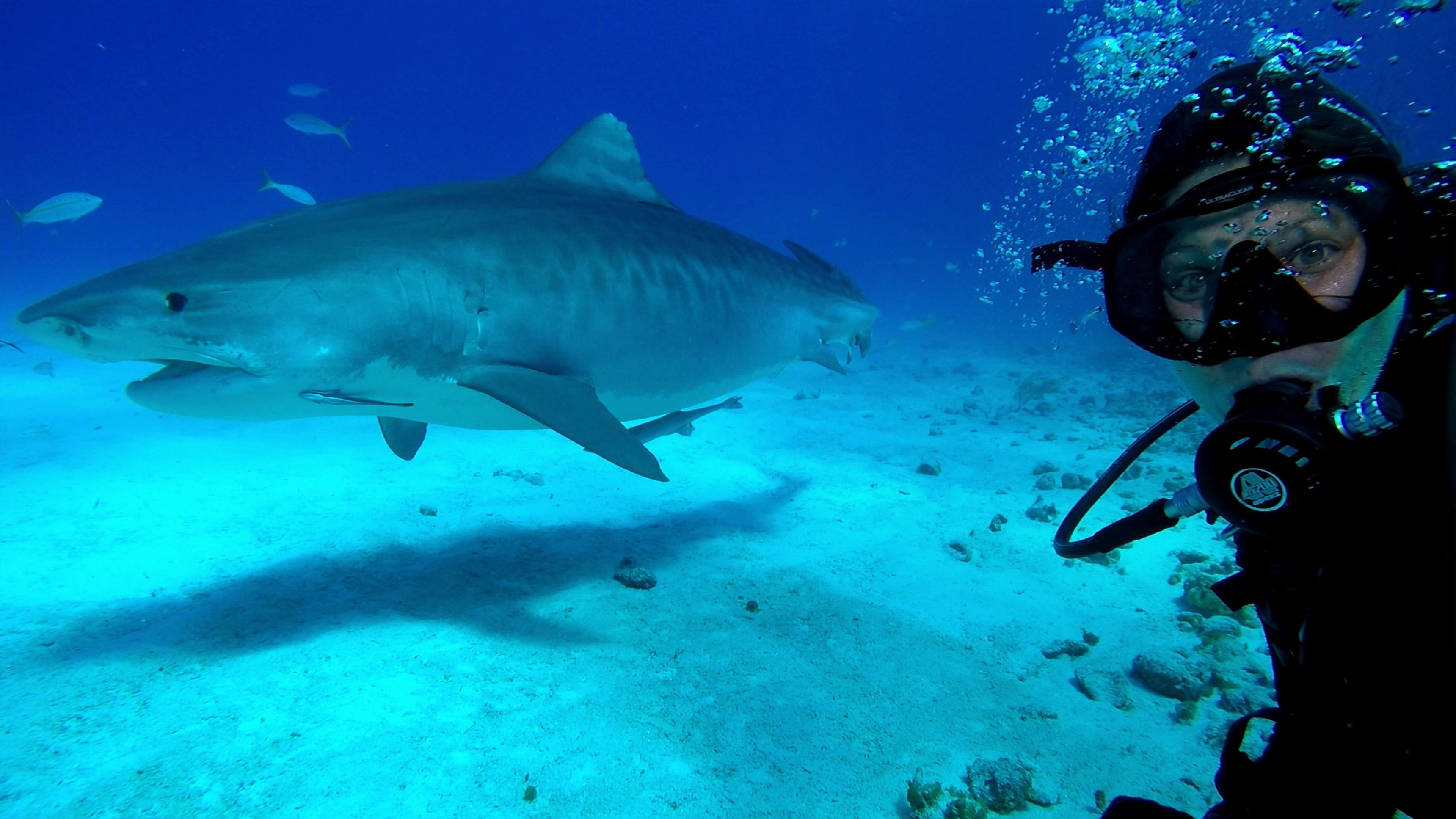 Most Wanted Sharks