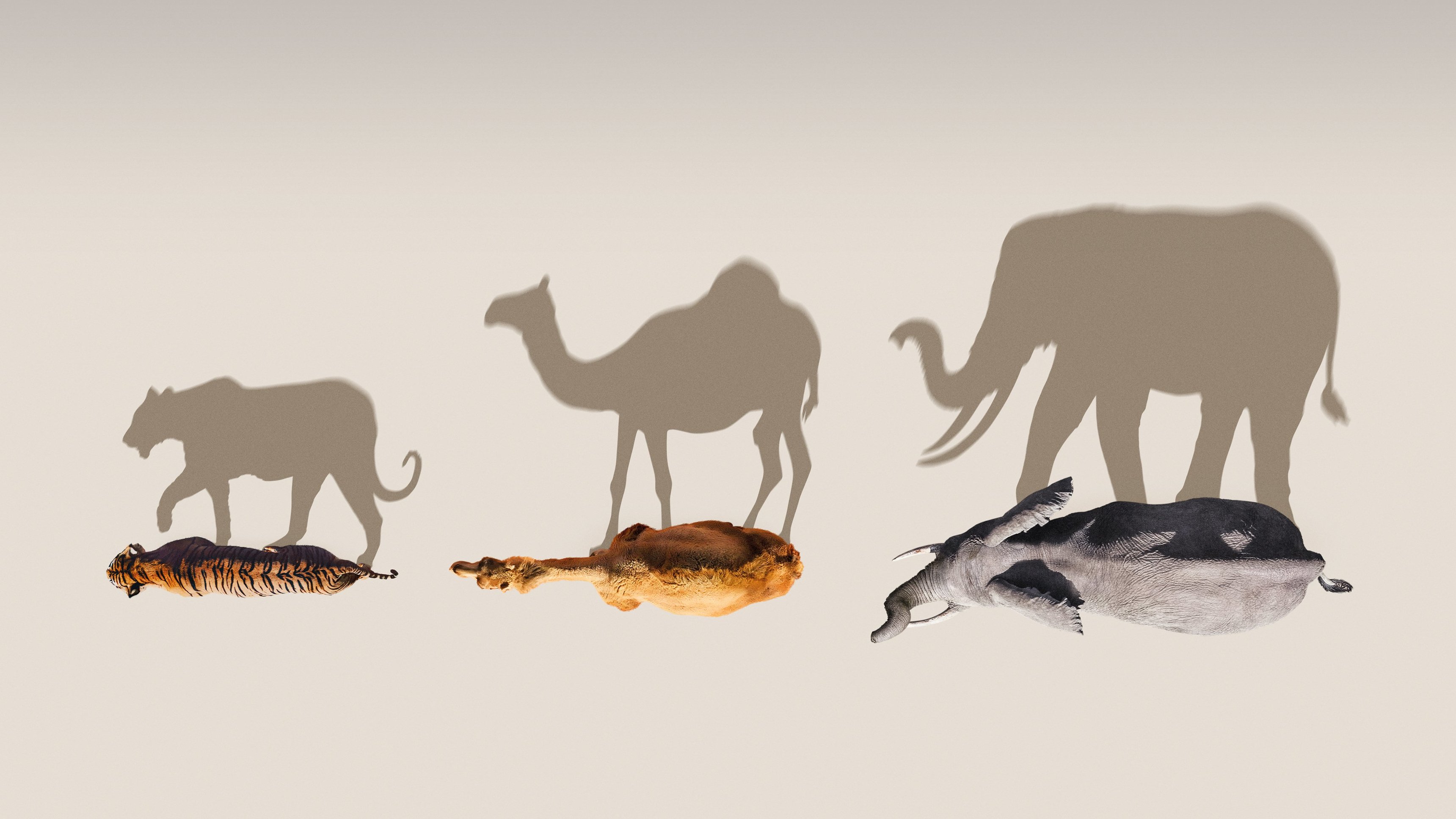 Mammals