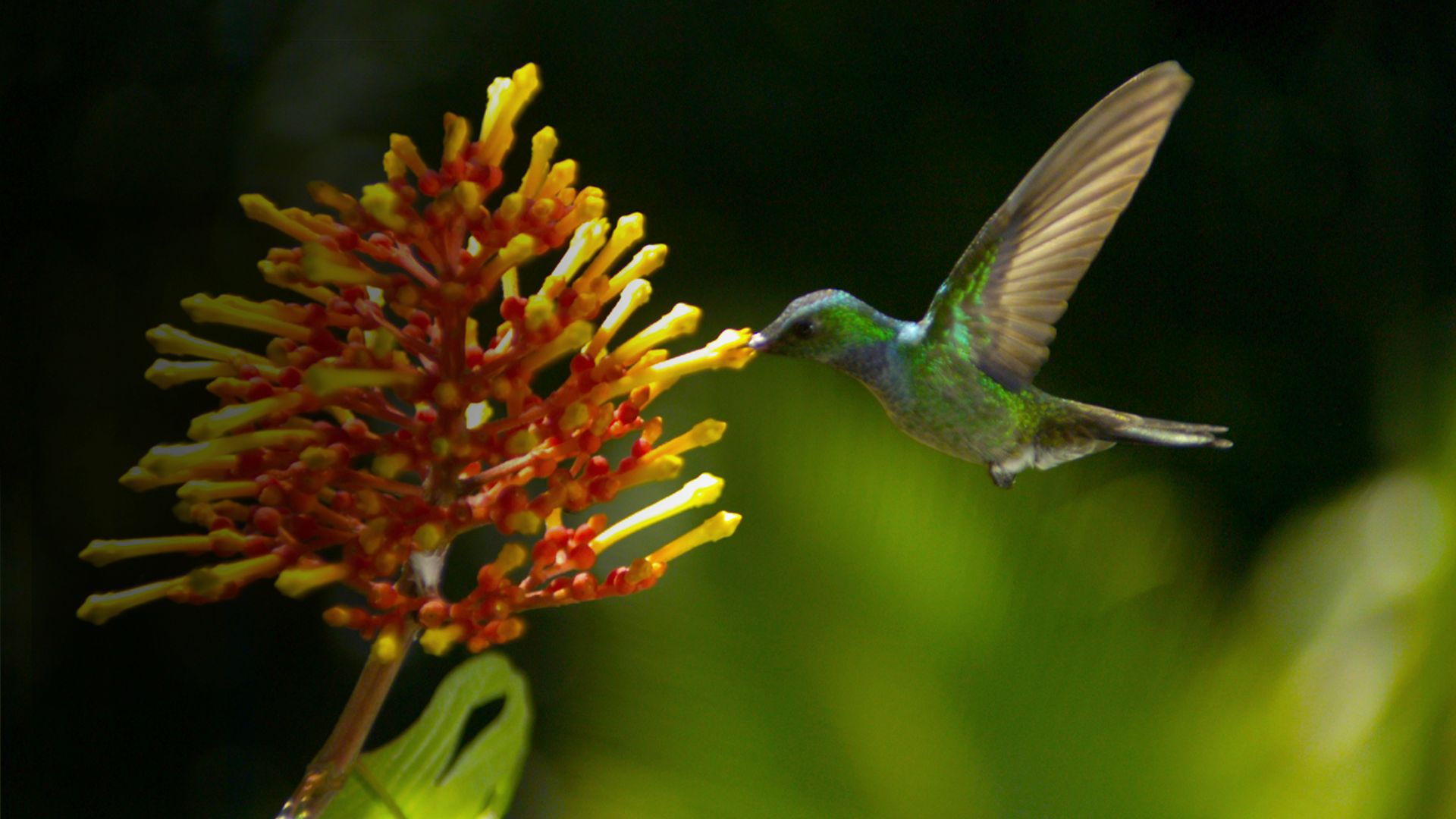 Disneynature Wings of Life