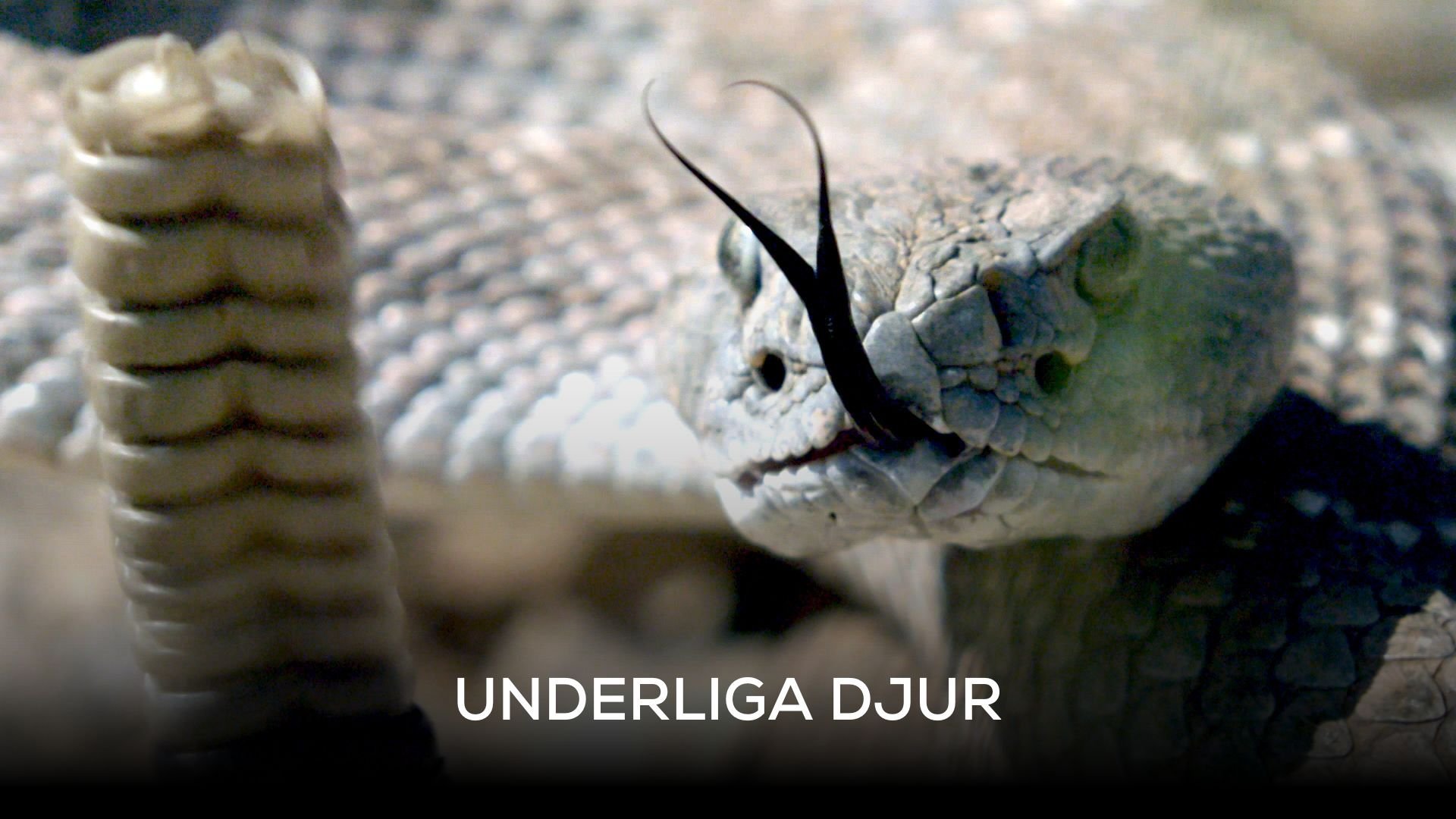 Underliga djur