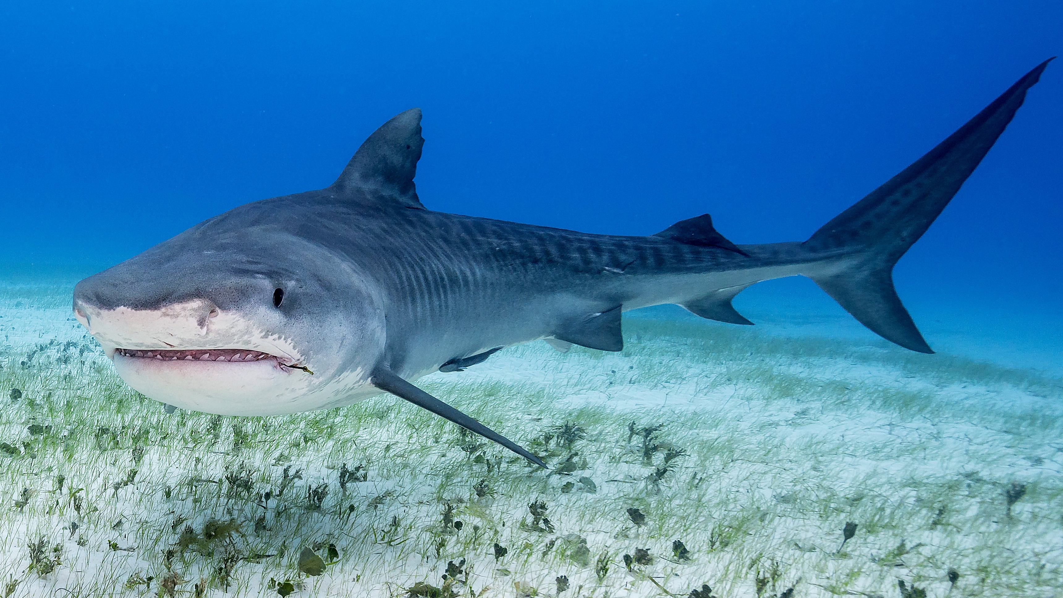Sharks that Eat Everything