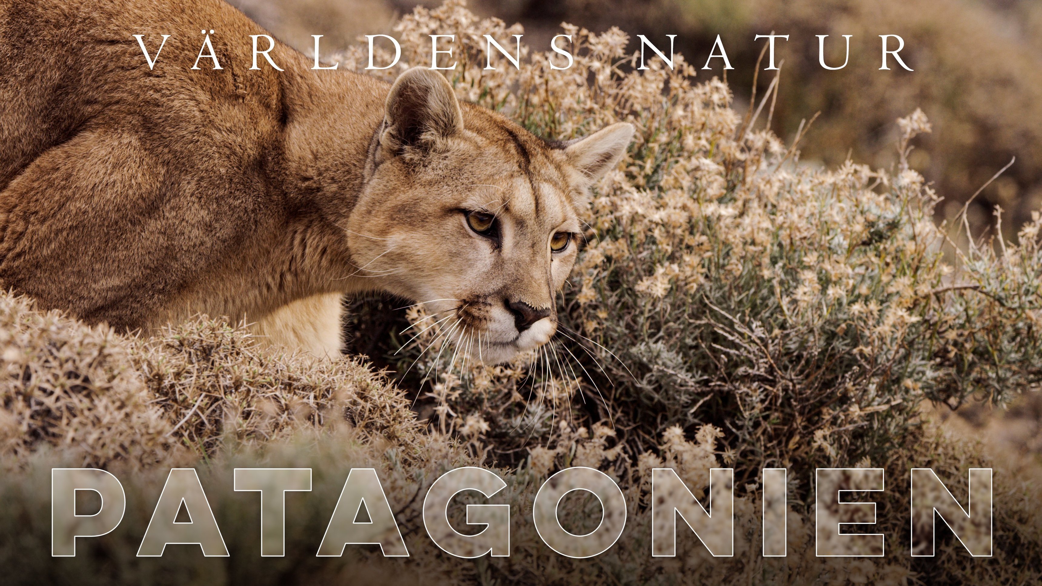 Världens natur: Patagonien