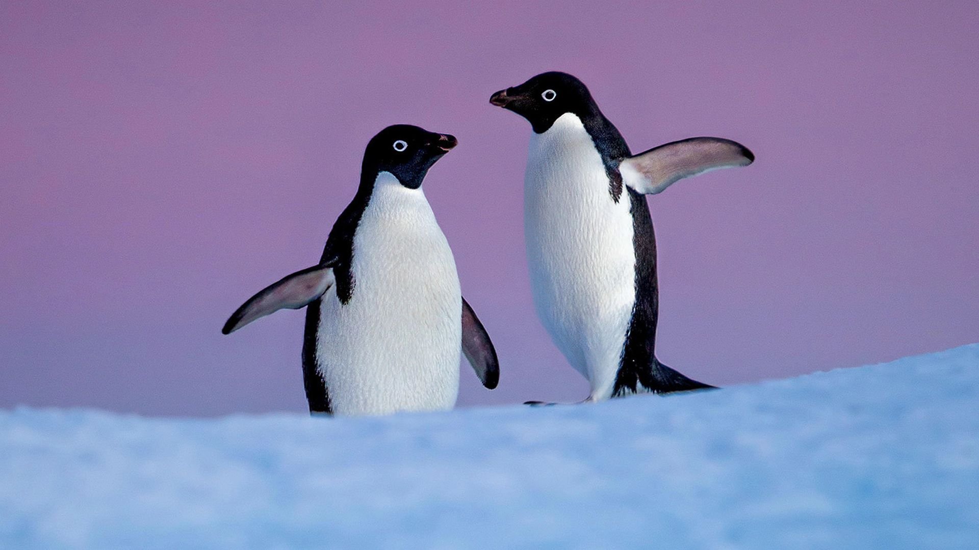 Pingviner