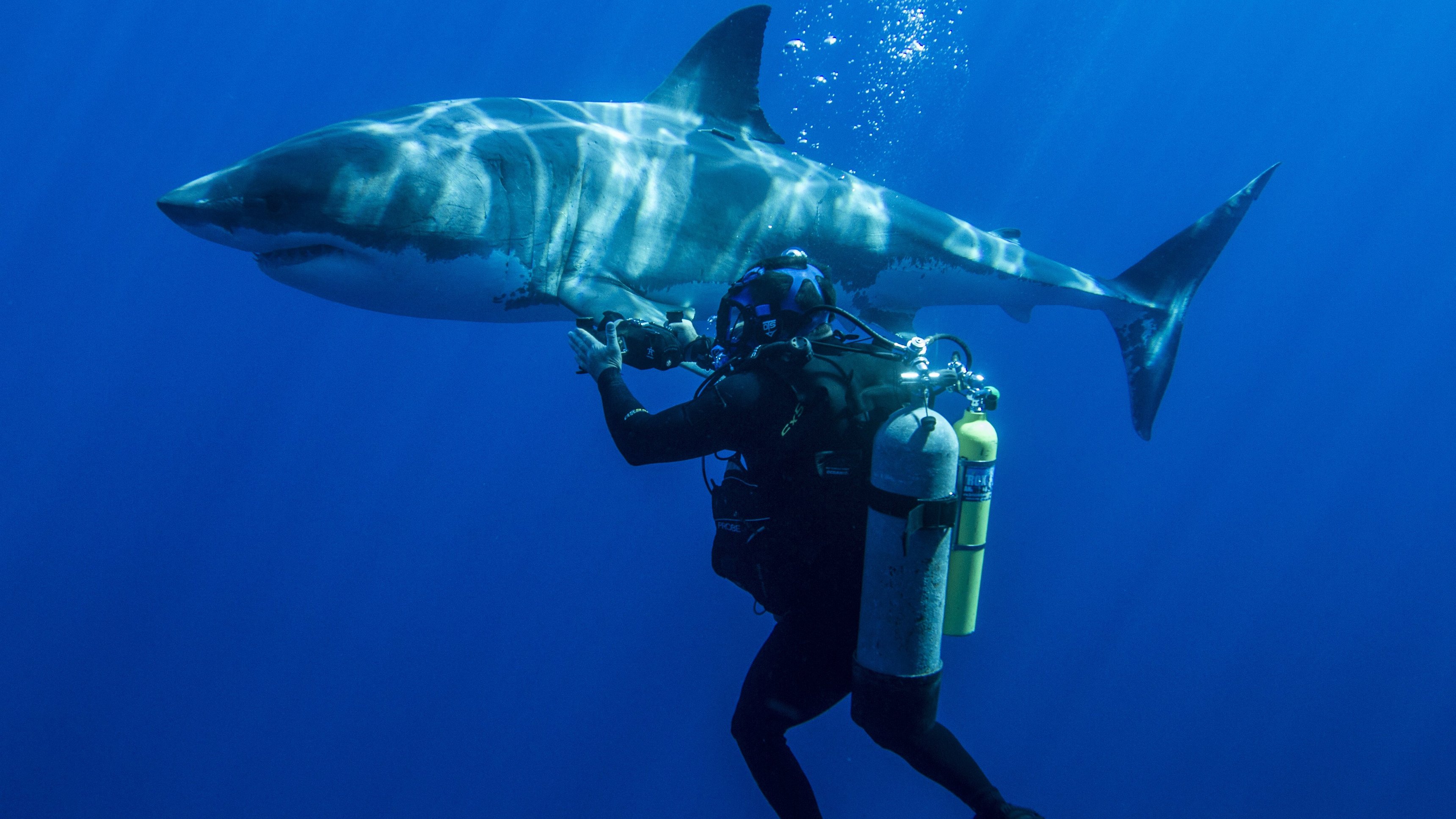 3. Shark