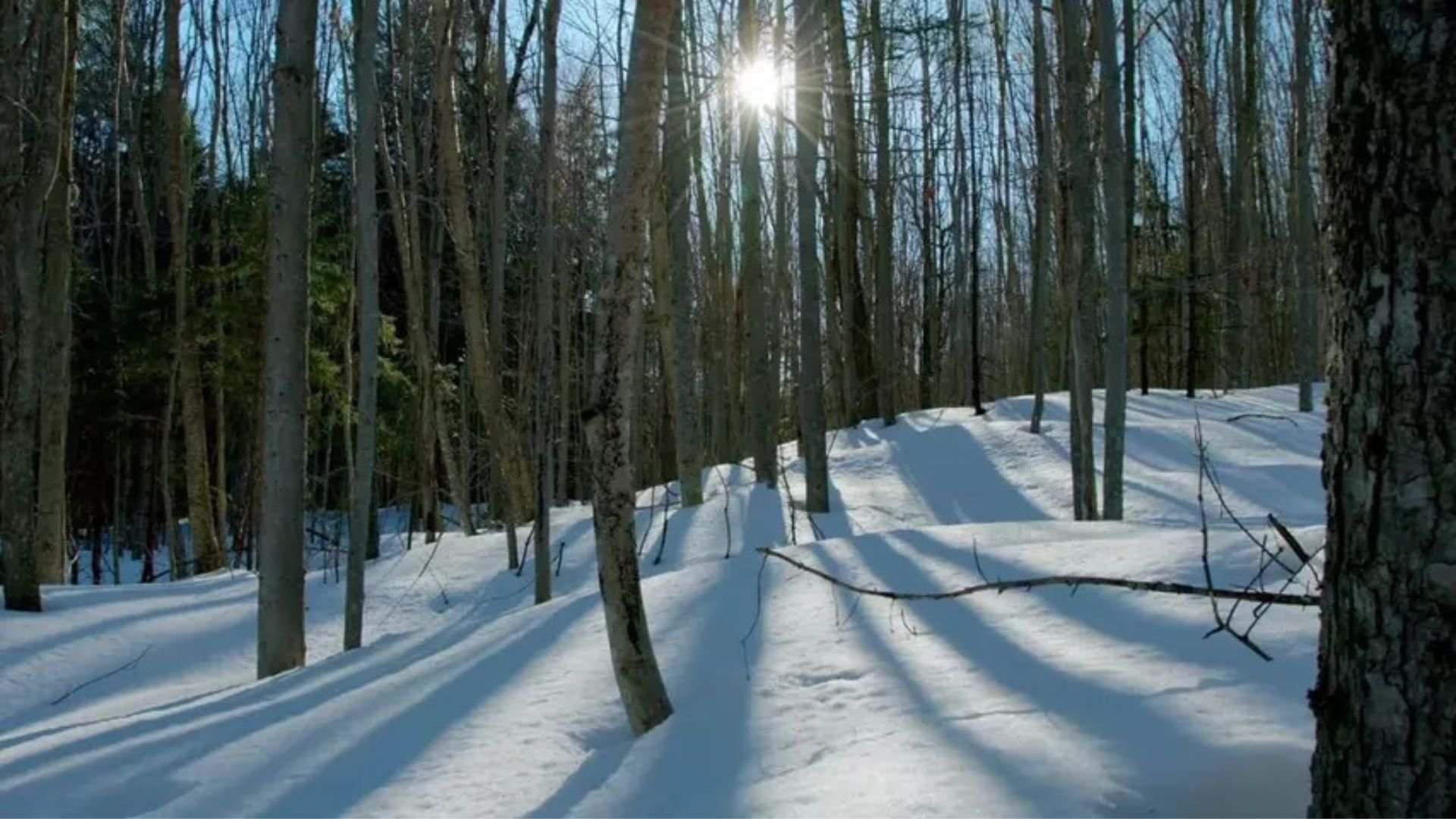 2. Den frusna skogen