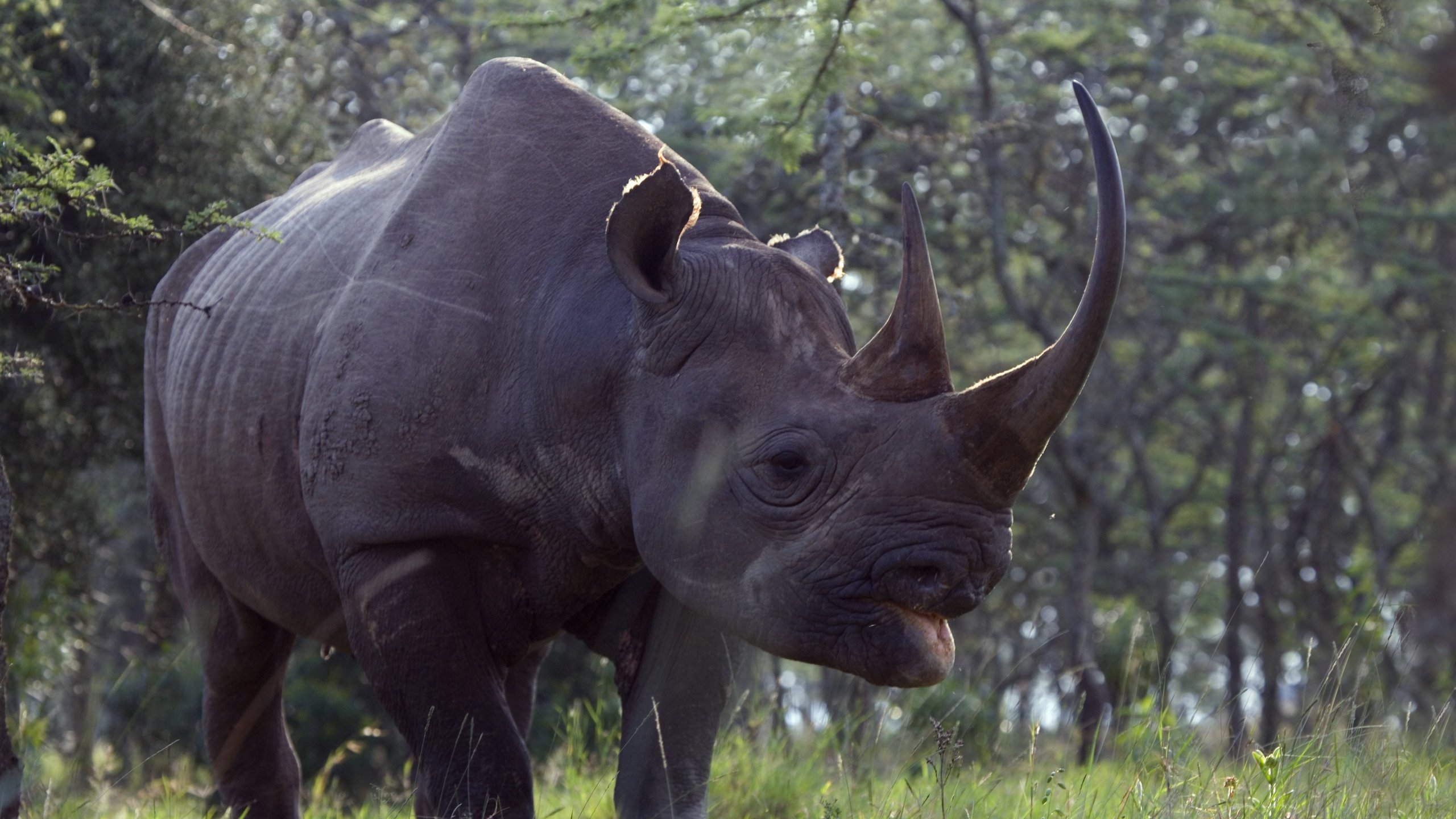 9. Miracle Calf