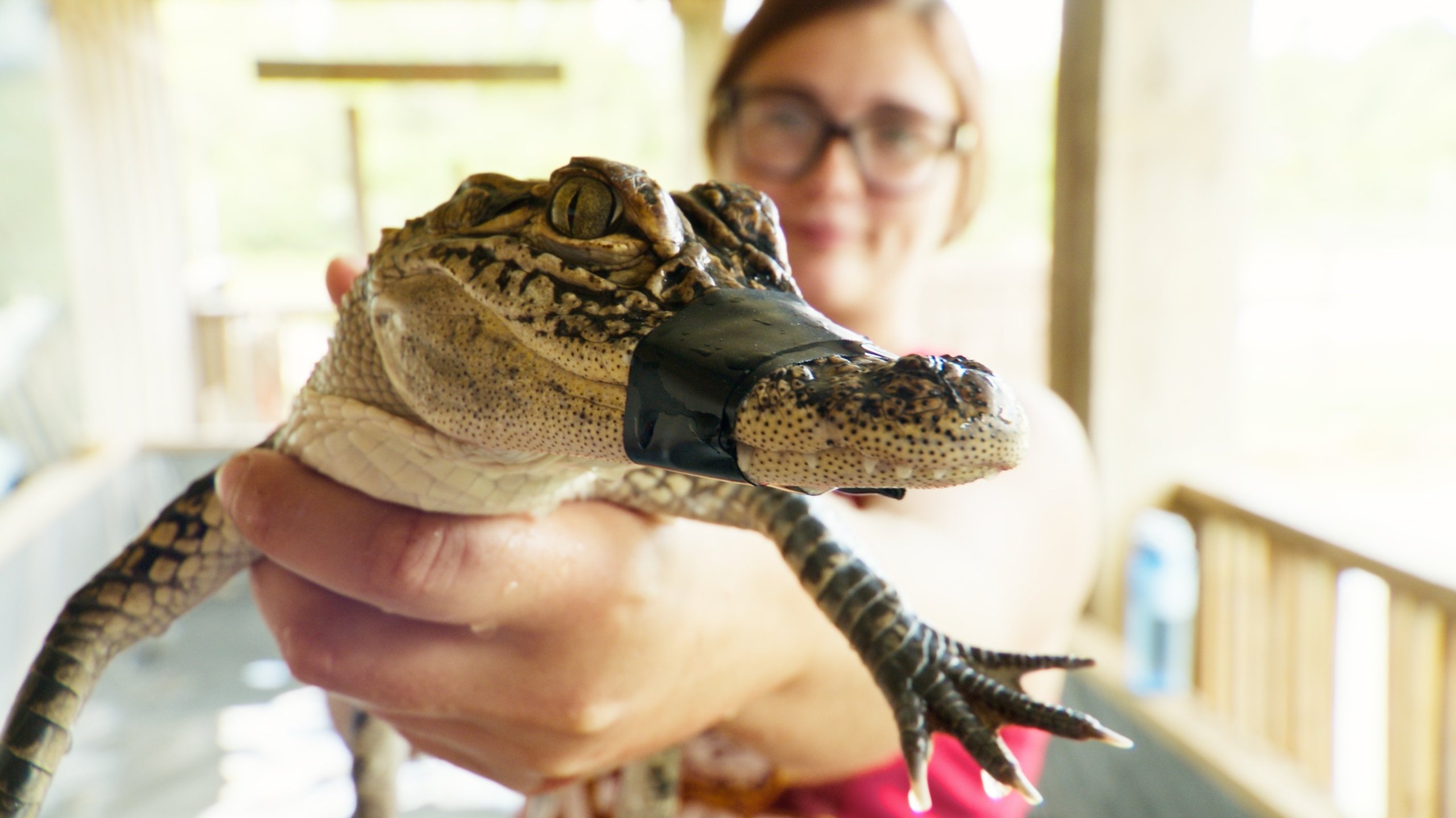 Alligatorräddarna i Texas