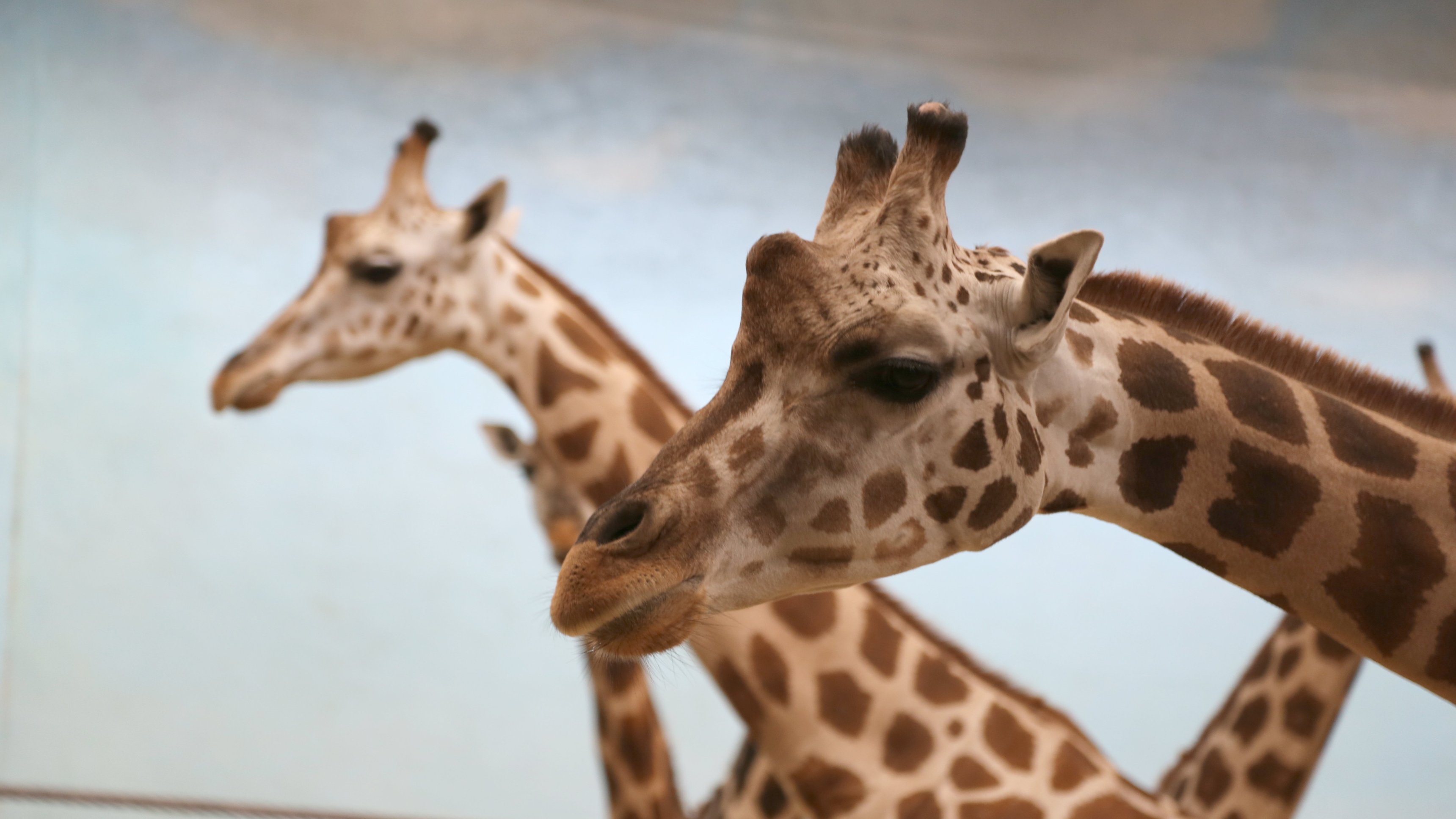 11. Giraffe In The City