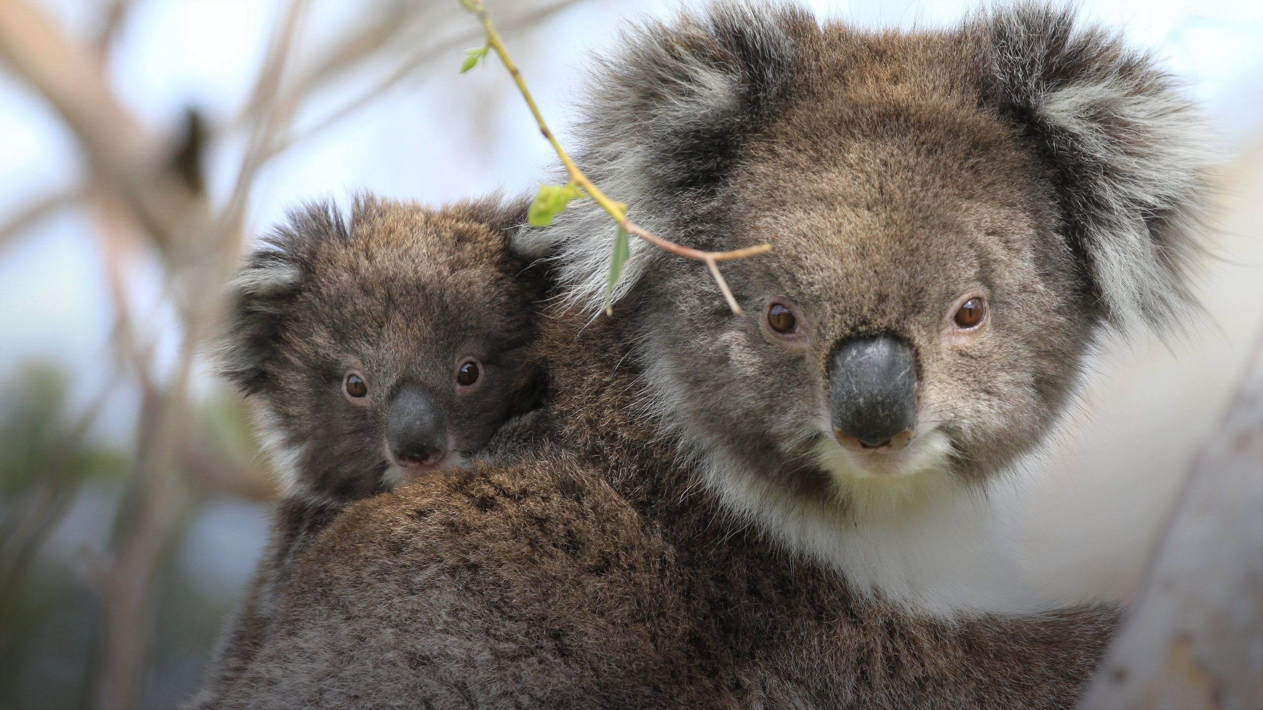 Australiens orörda natur