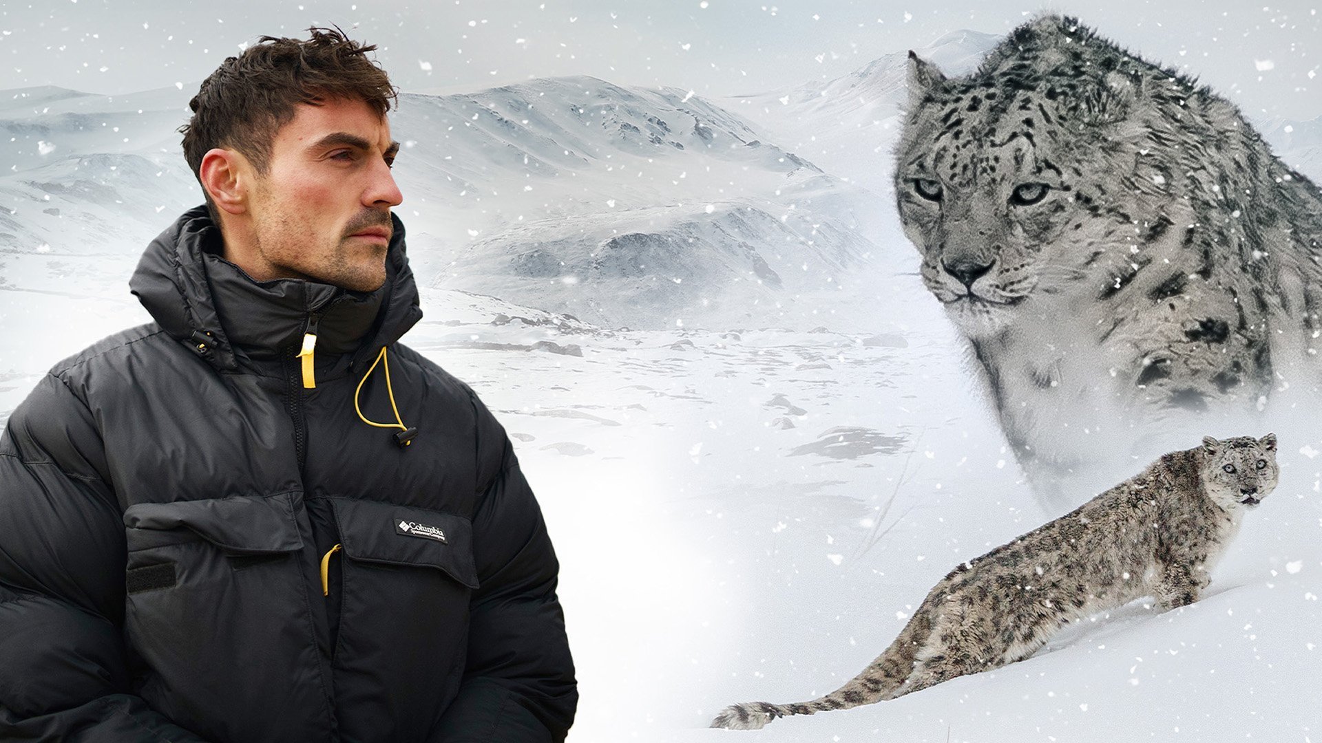Snöloparder med Dan O'Neill
