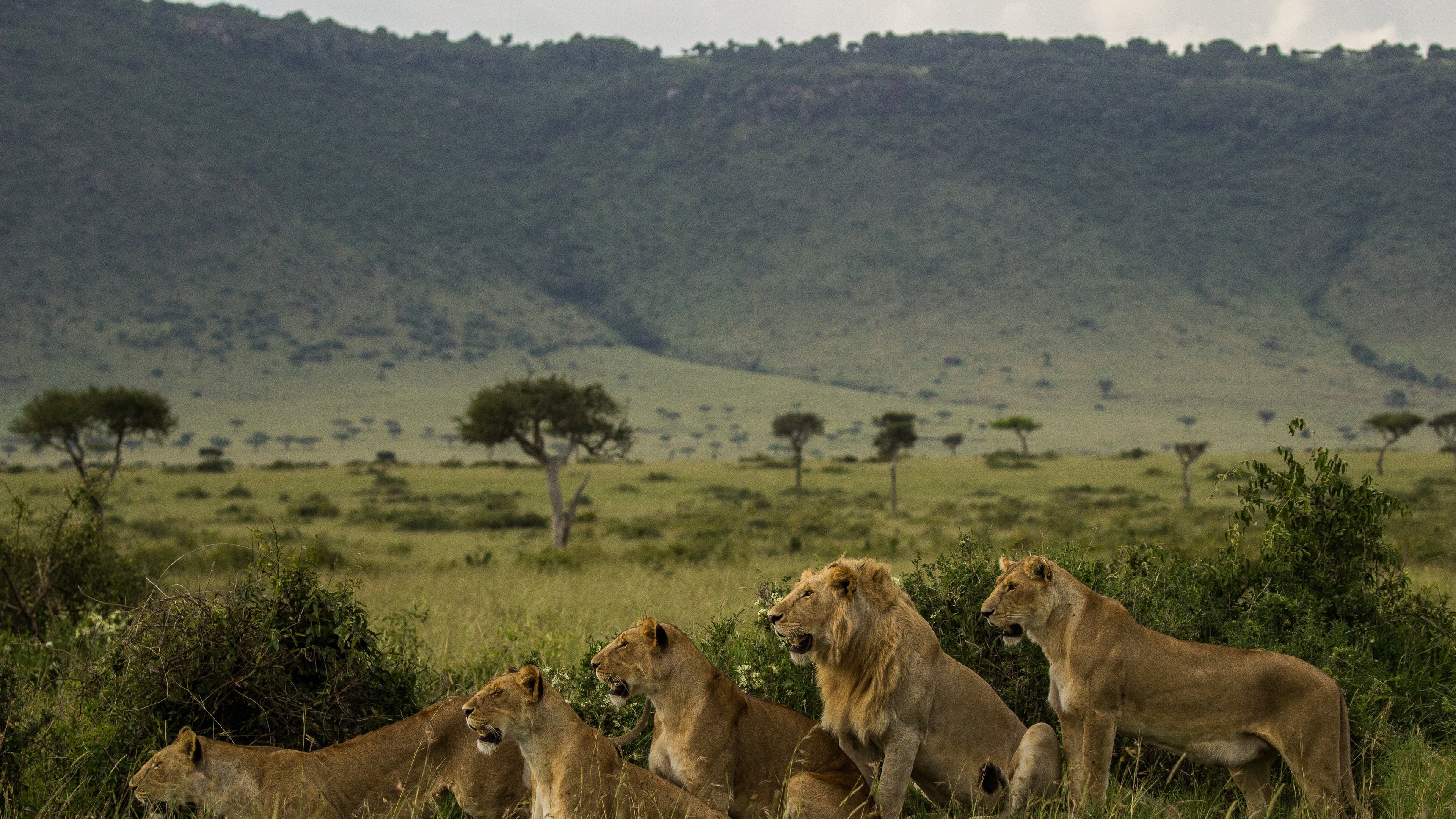 2. A Lion Legacy