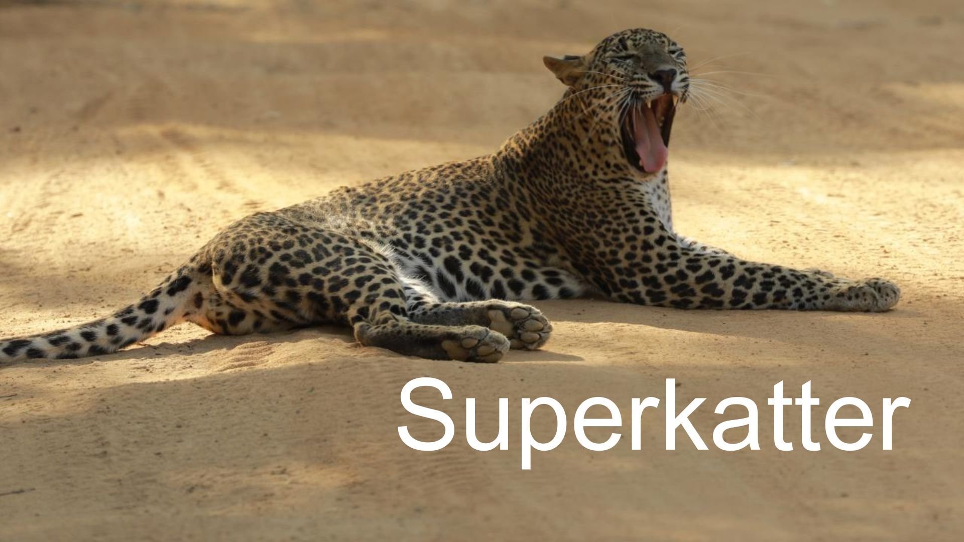 Superkatter