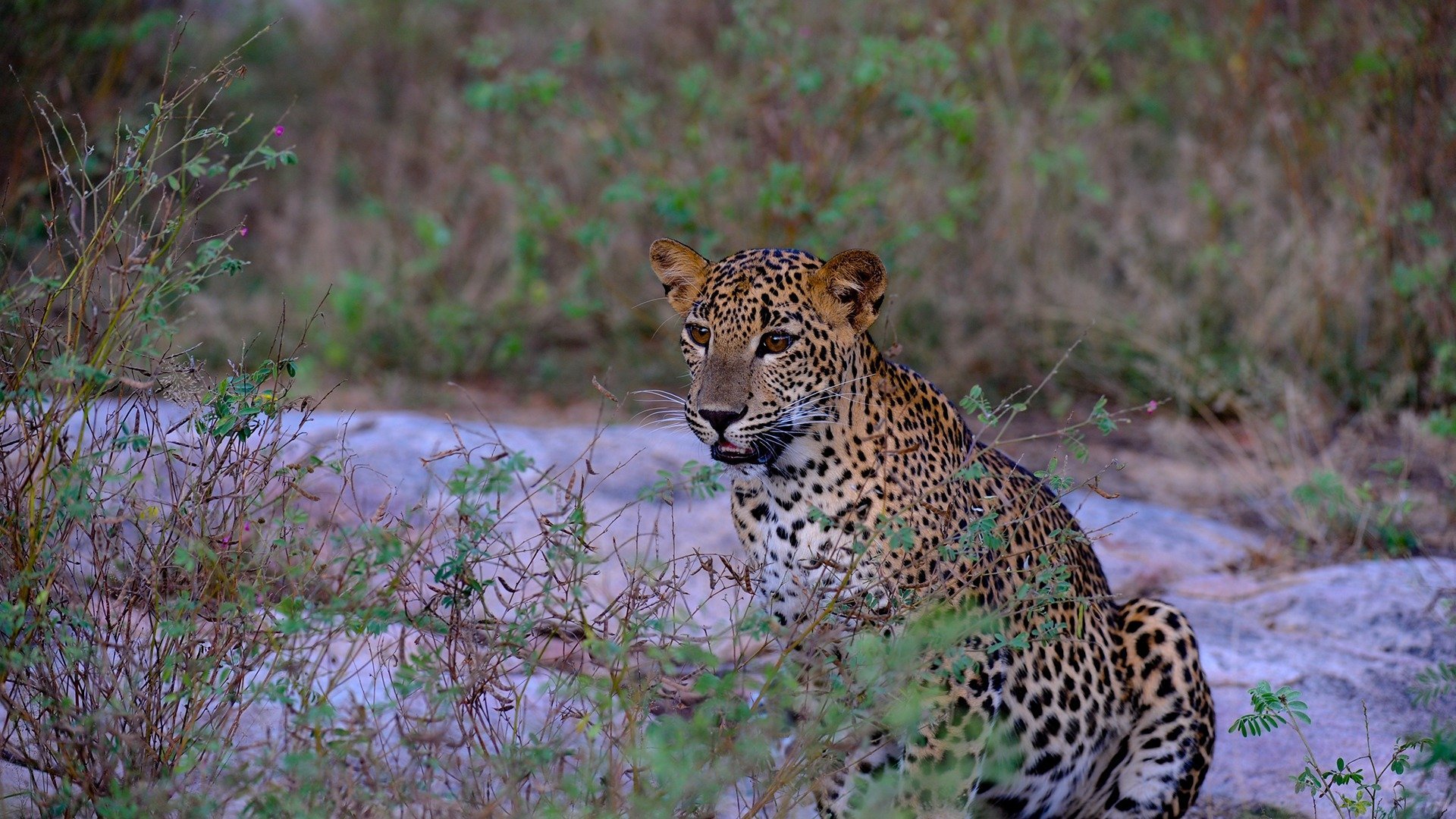 2. Leopard Battleground