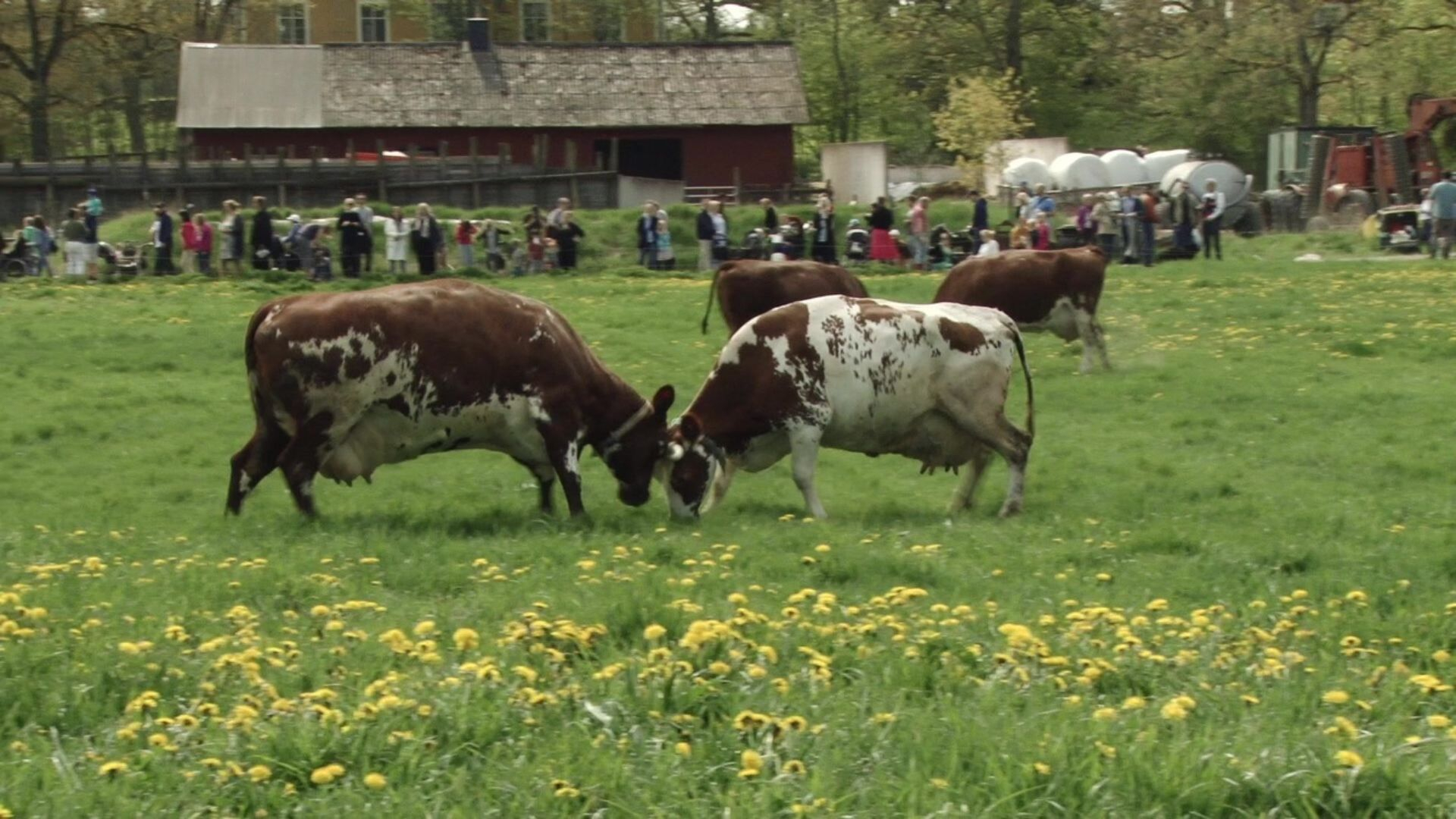 17. Kossor stångas