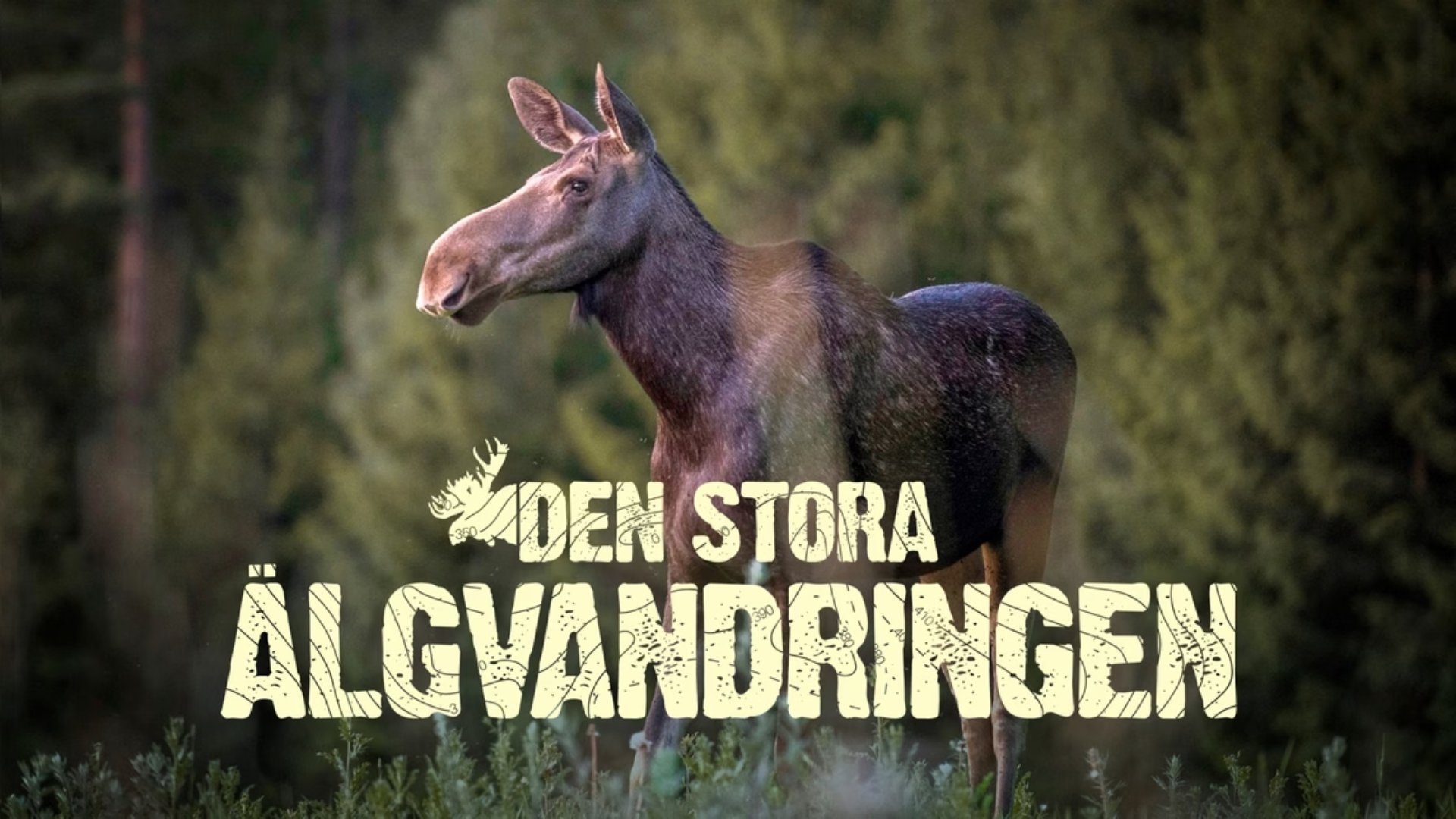 Älgvandringen - höjdpunkter 2021