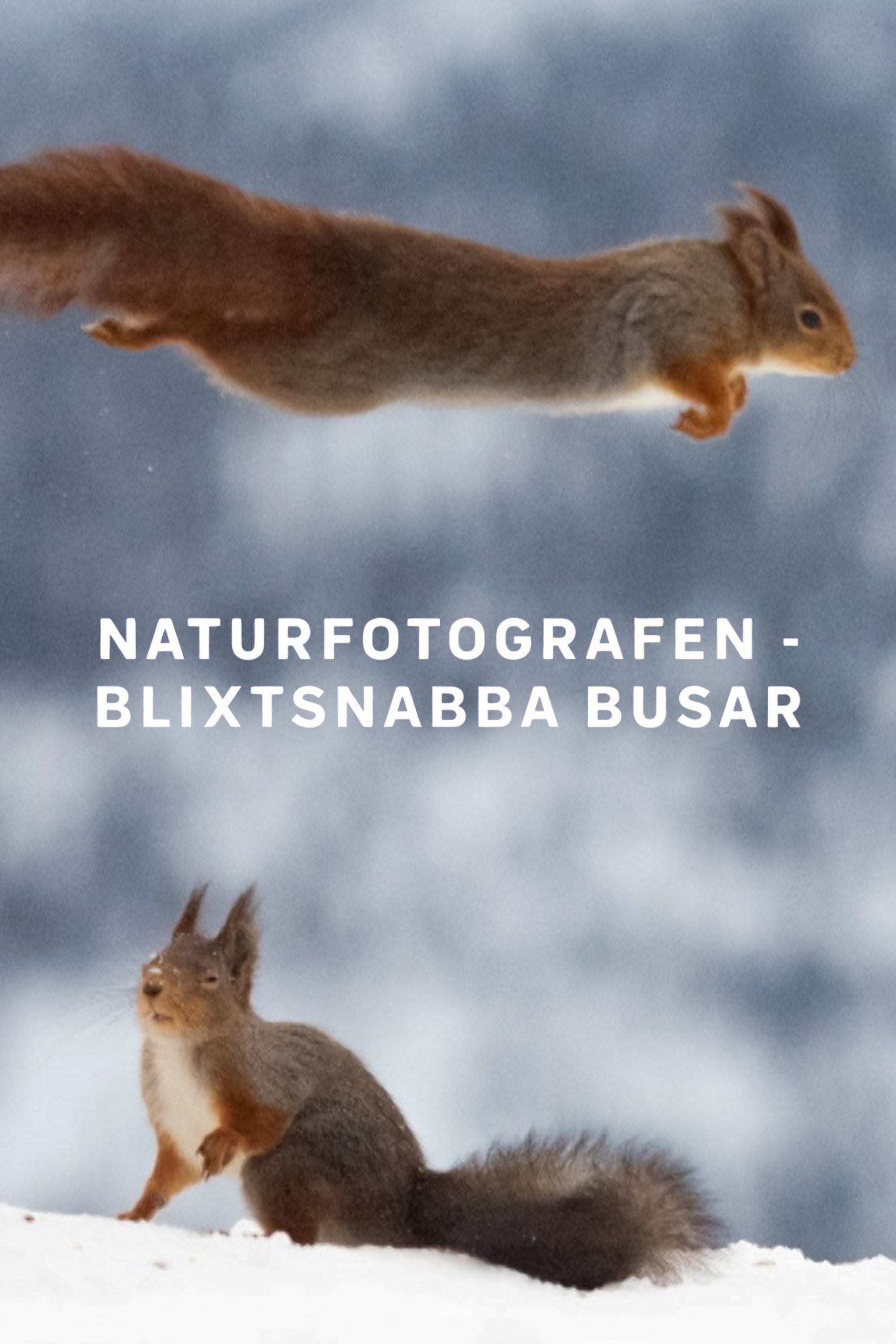 Naturfotografen - blixtsnabba busar