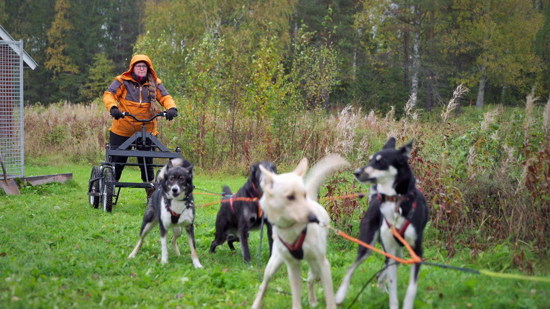 3. Flyttfåglar och stannare