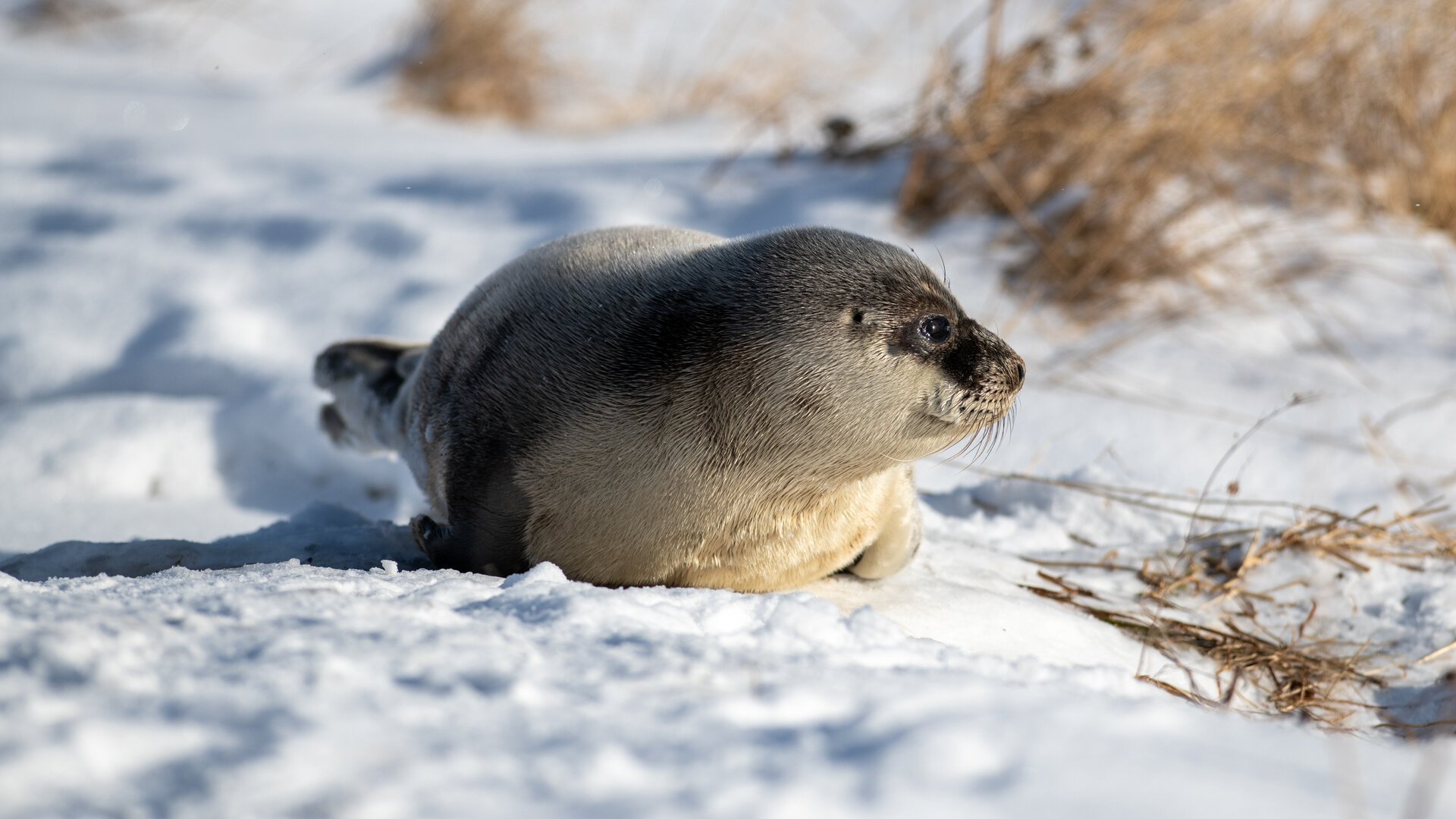 9. En svans fot kräver vård